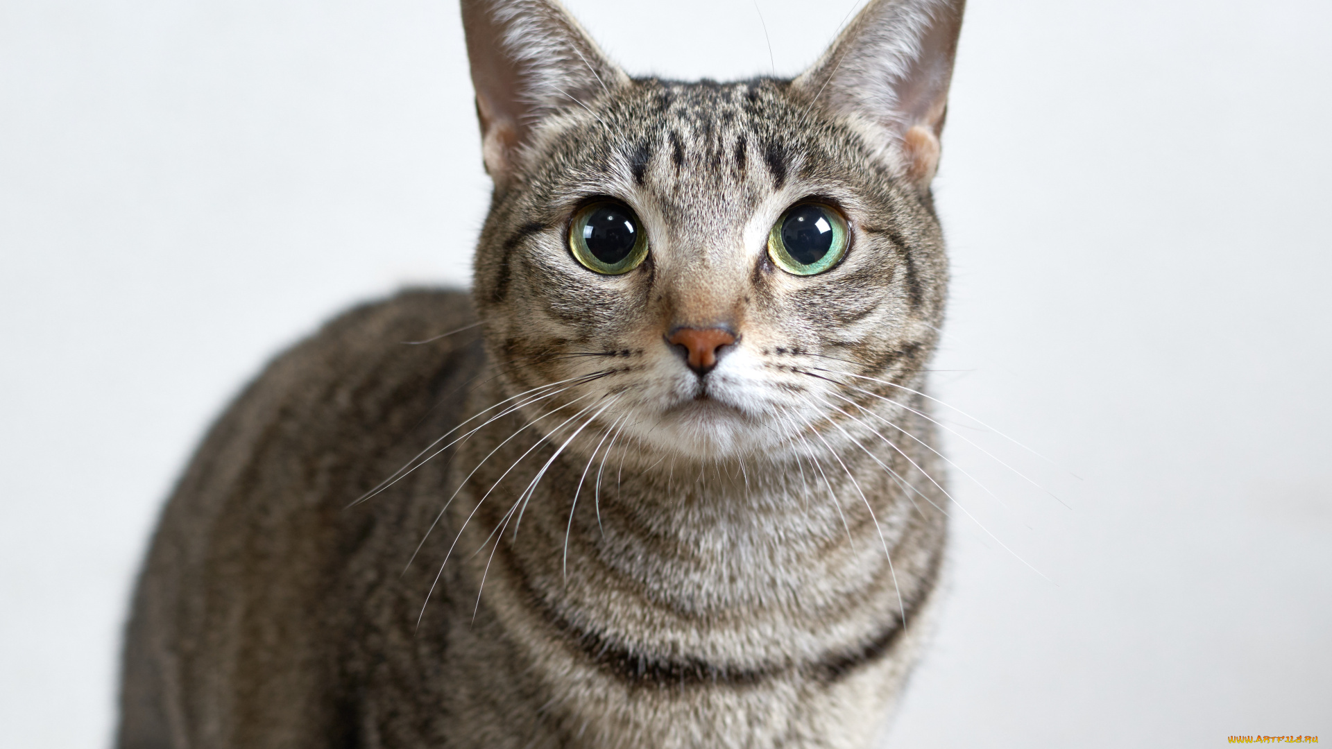 животные, коты, кошка, коте, взгляд, кот, киса