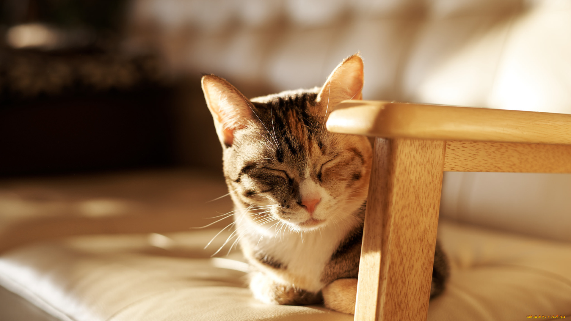 животные, коты, кот, киса, коте, взгляд, кошка