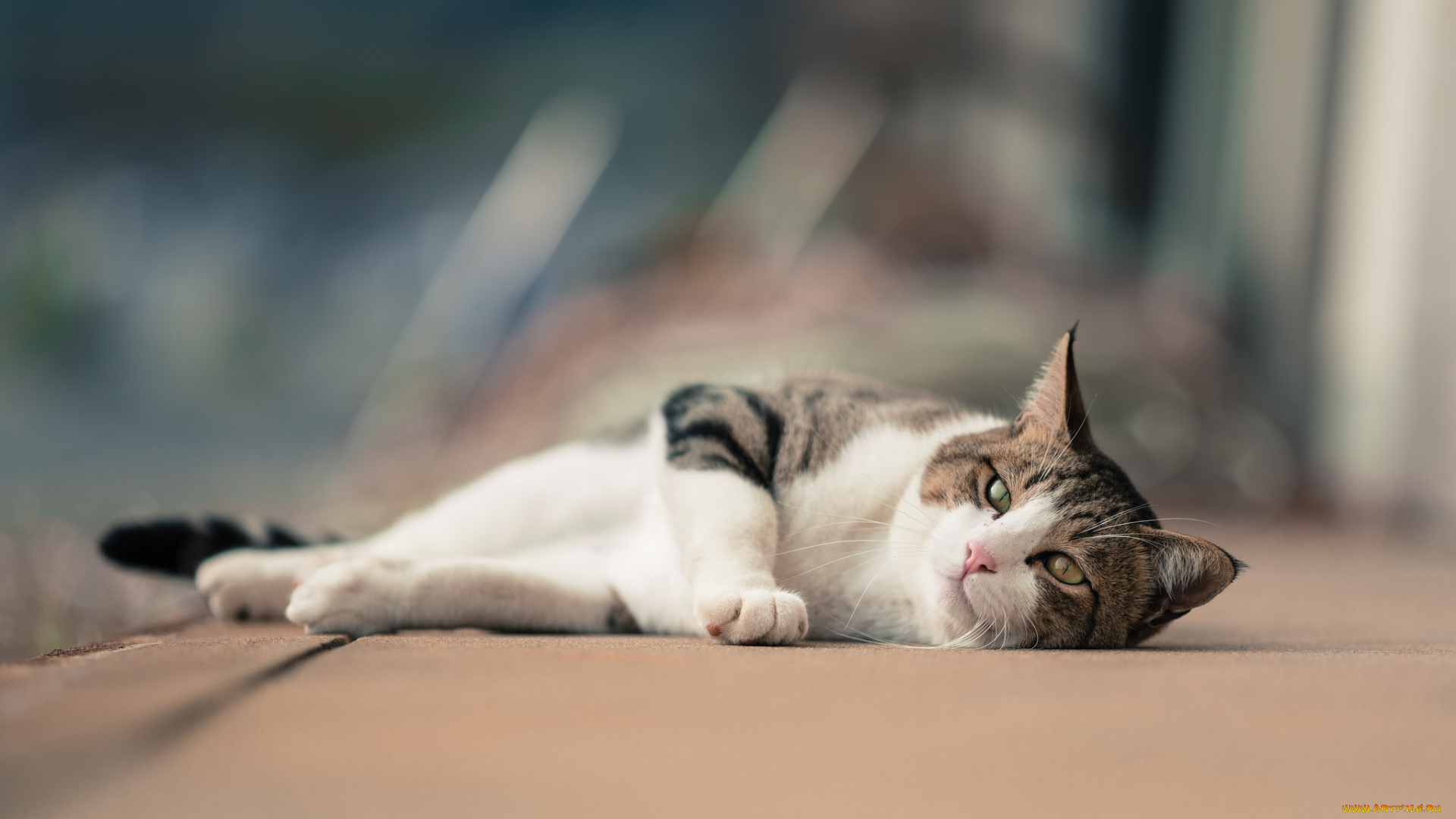 животные, коты, коте, кошка, кот, киса, взгляд