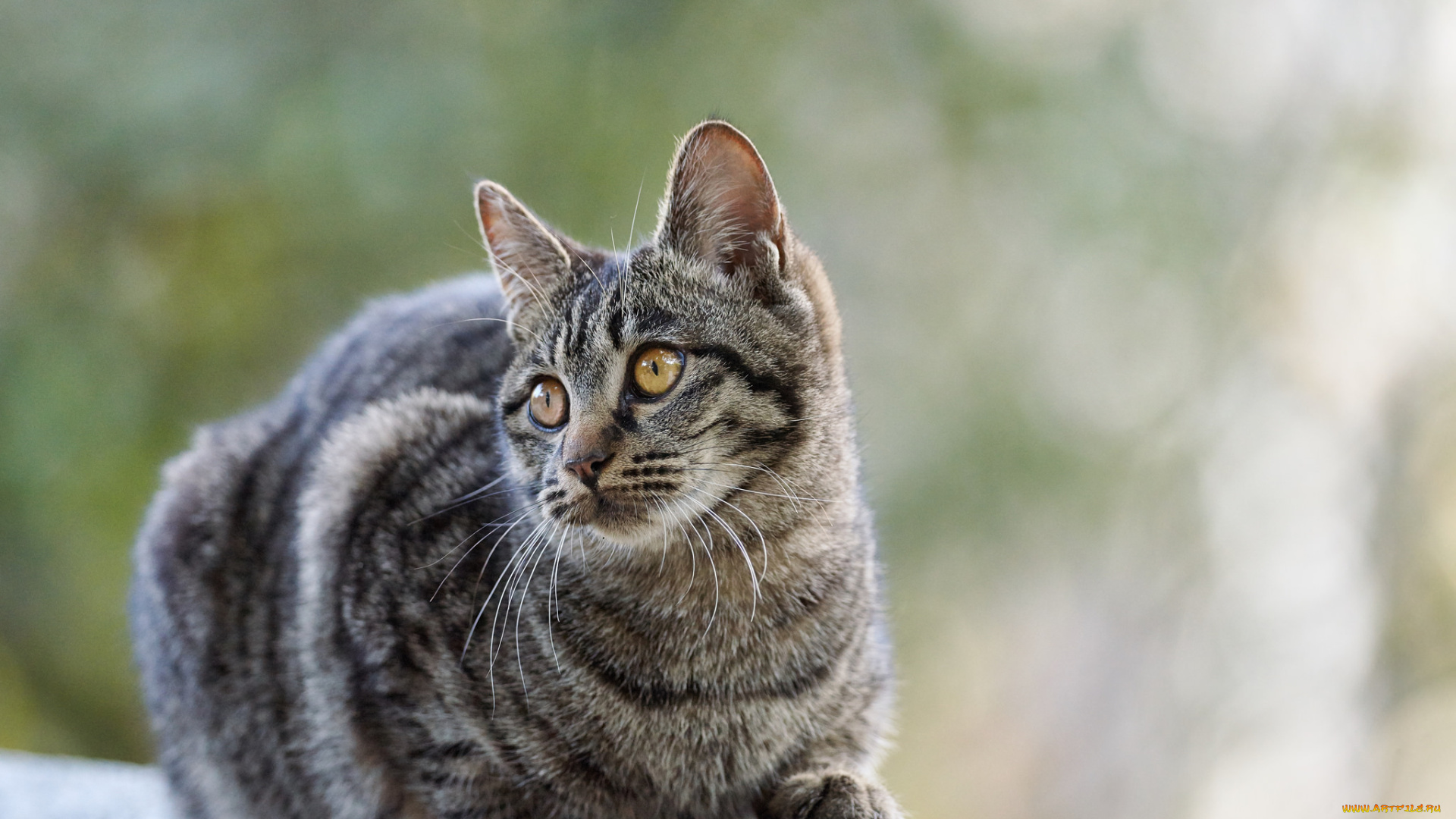 животные, коты, коте, кошка, кот, киса, взгляд