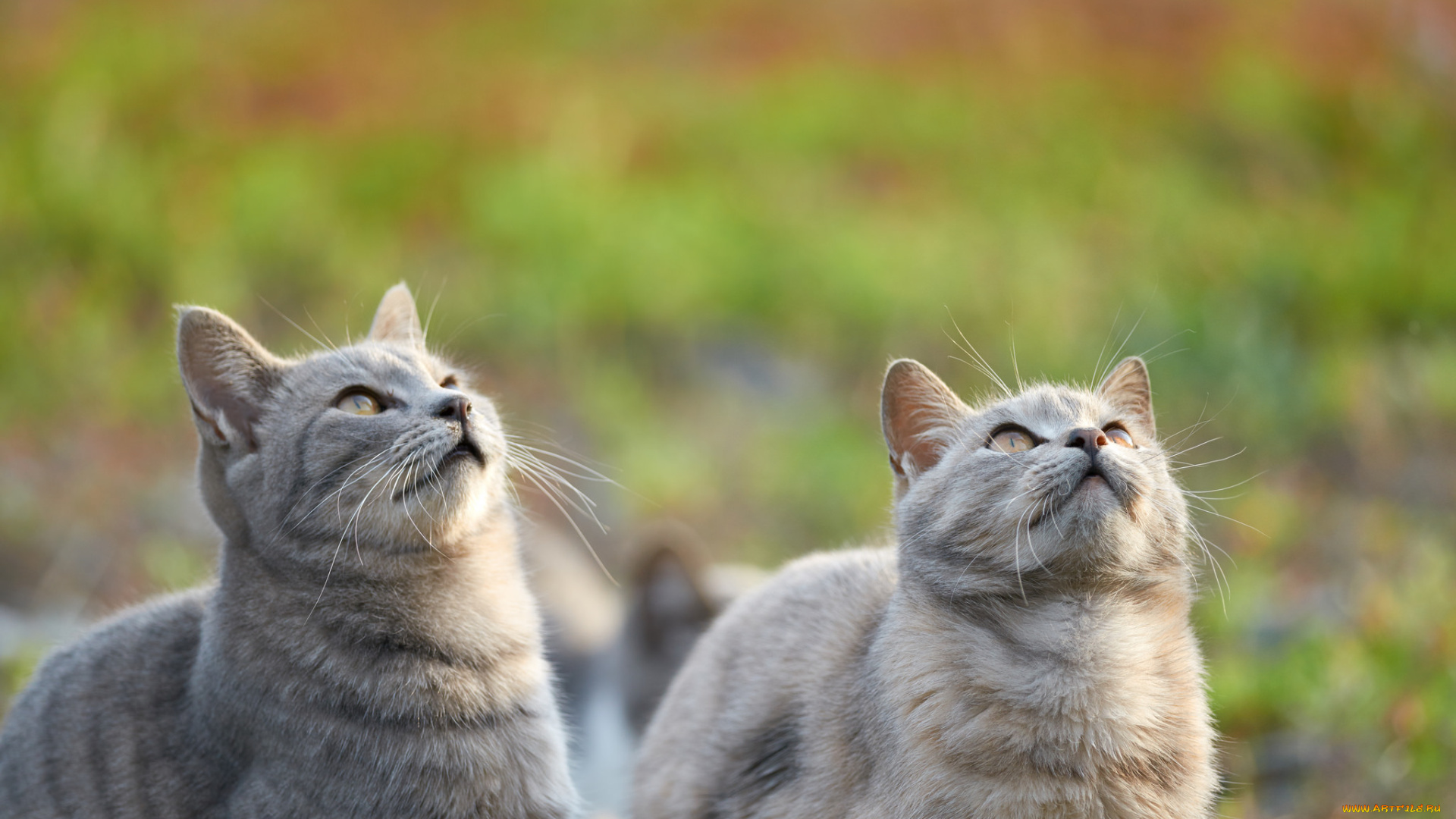 животные, коты, пара