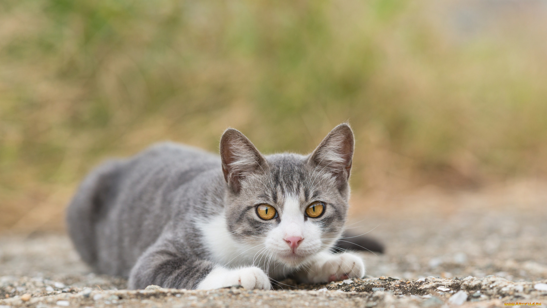 животные, коты, планета, двойники, nasa, earth, and, kepler-186f, kepler-62f, kepler-452b, kepler-69c, kepler-22b, экзопланета, экзопланеты, земля