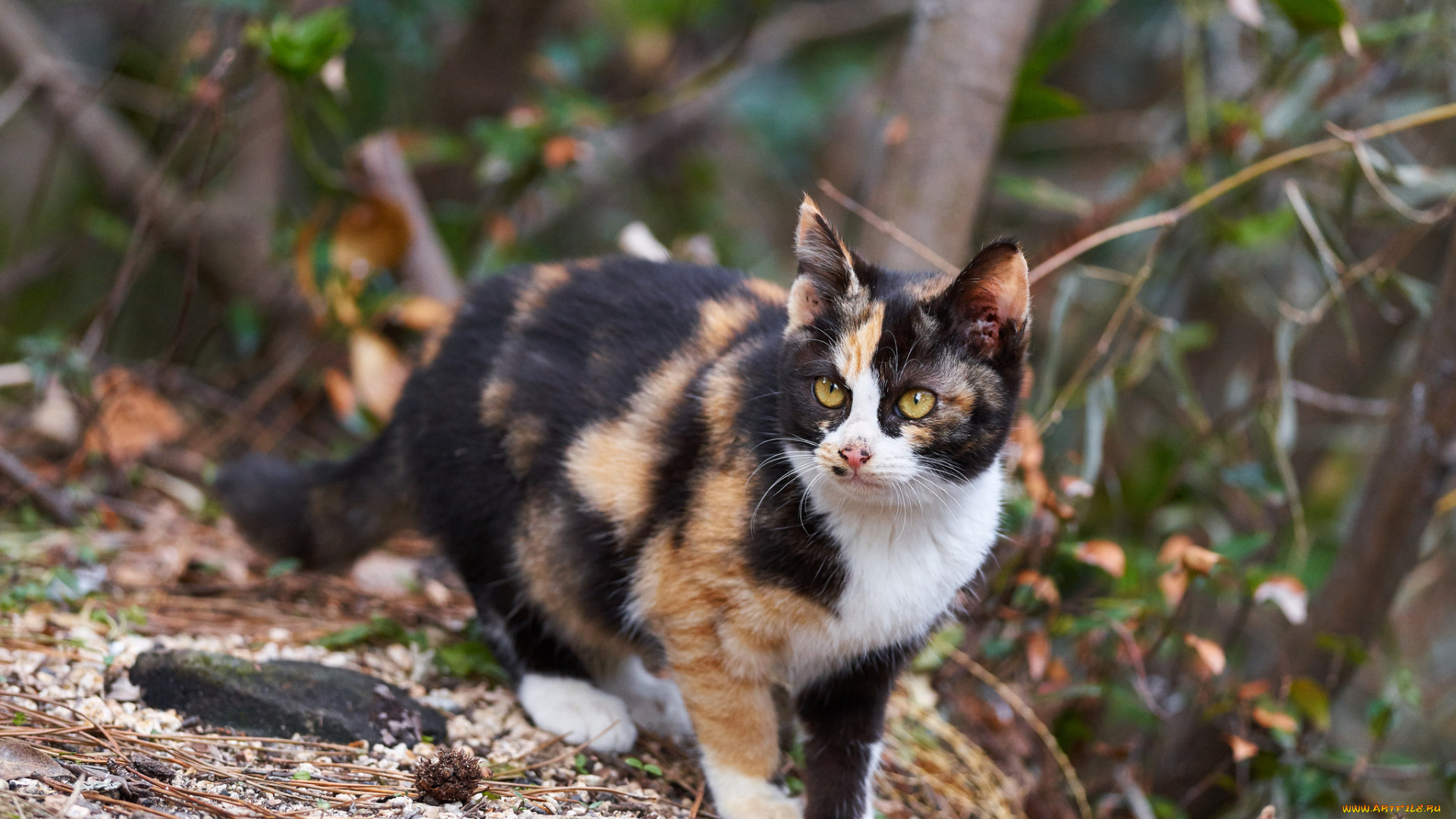 животные, коты, трёхцветная, кошка, киса, взгляд