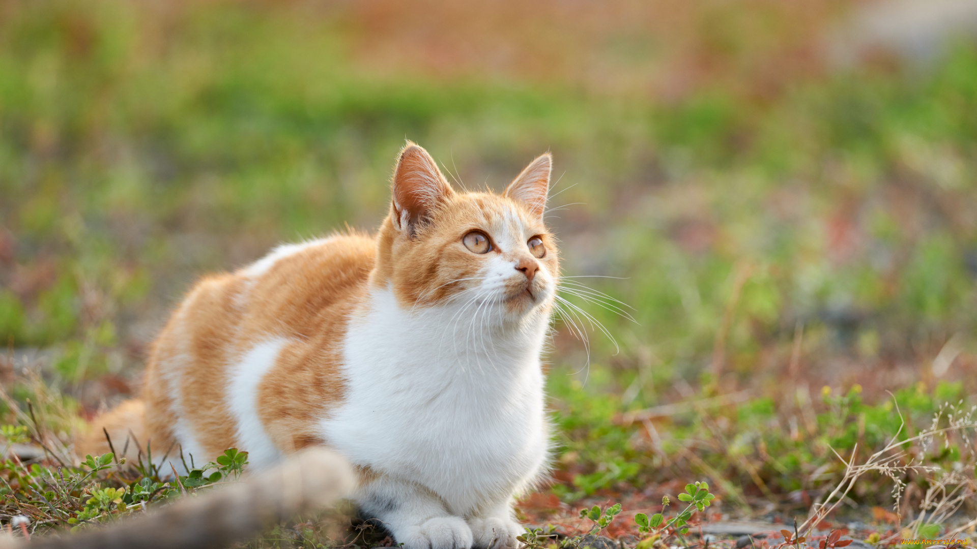 животные, коты, взгляд, кошка, кот, киса, коте