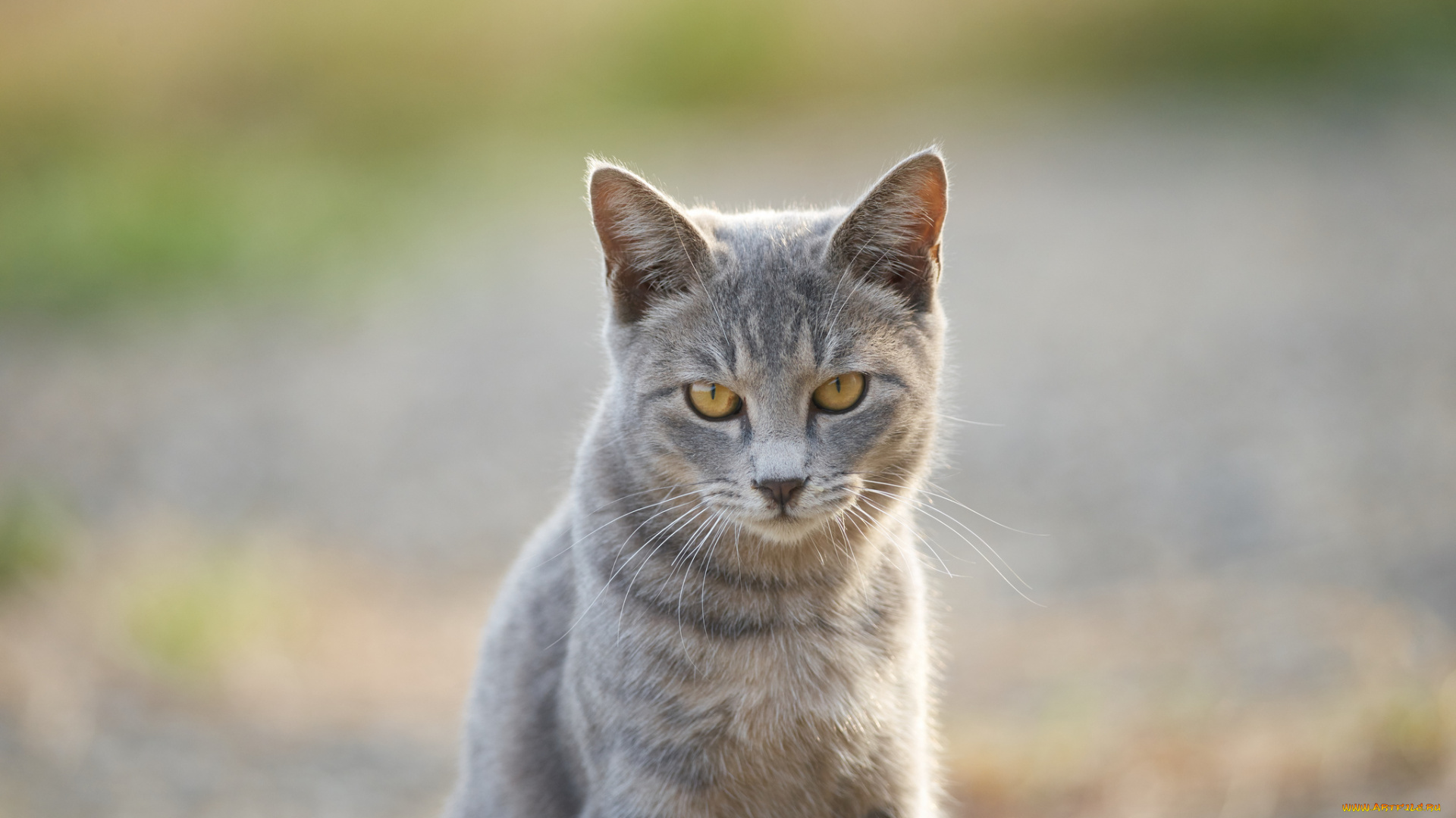 животные, коты, взгляд, кошка, коте, кот, киса