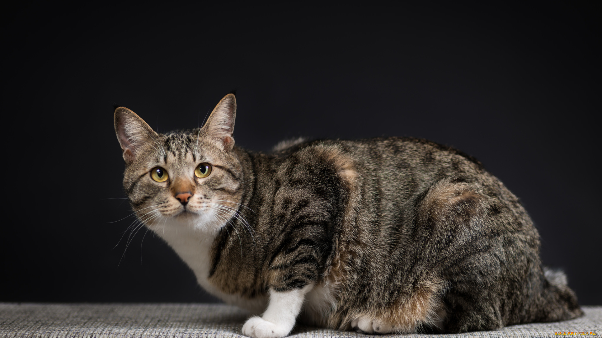 животные, коты, взгляд, коте, кошка, киса, кот