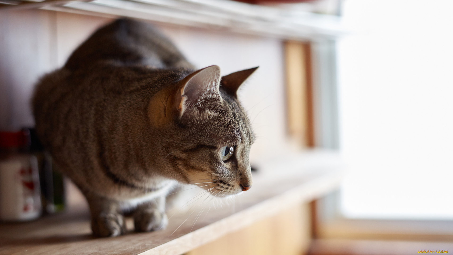 животные, коты, взгляд, коте, кошка, кот, киса