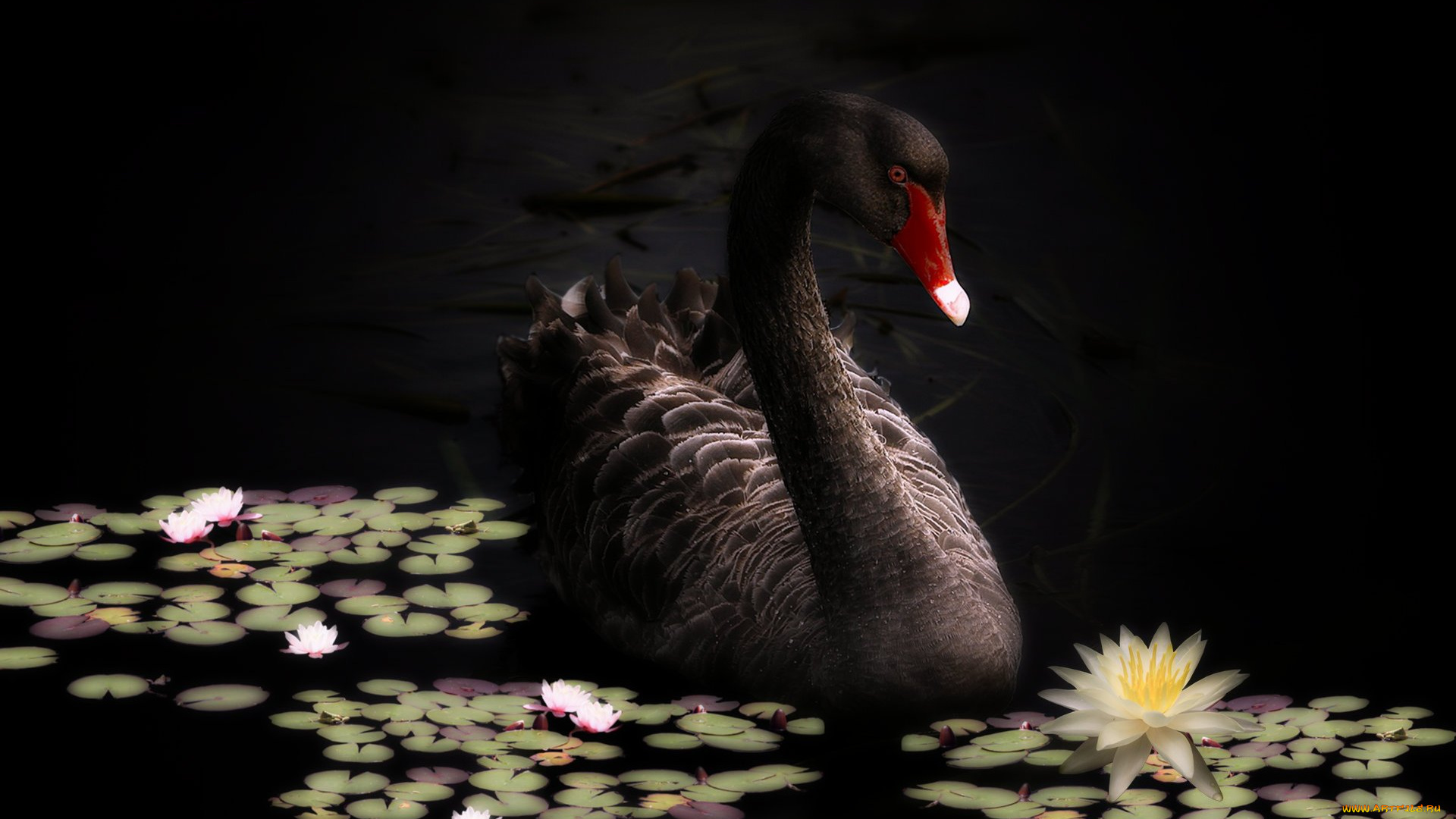 животные, лебеди, птица, чёрный, лебедь, кувшинки