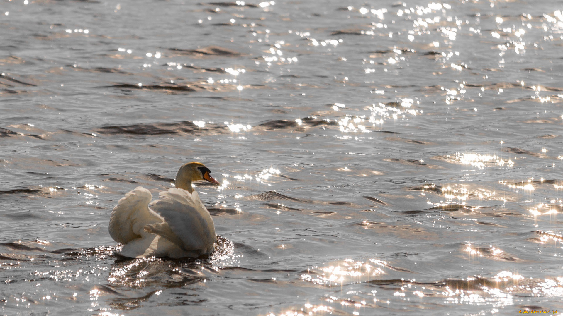 животные, лебеди, вода, белый, грация, блики, солнце, рябь