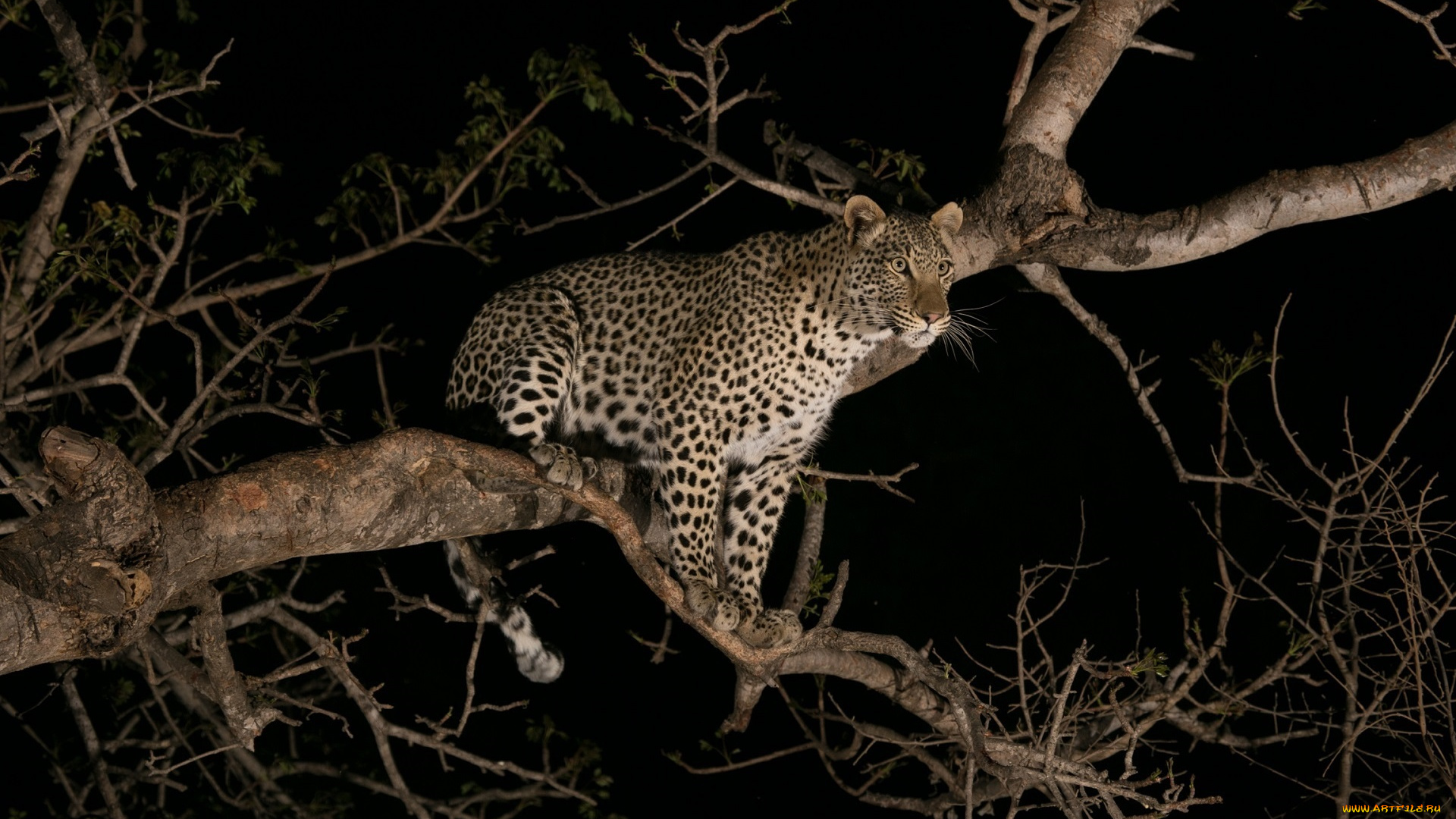животные, леопарды, ночь, дерево, хищник, молодой