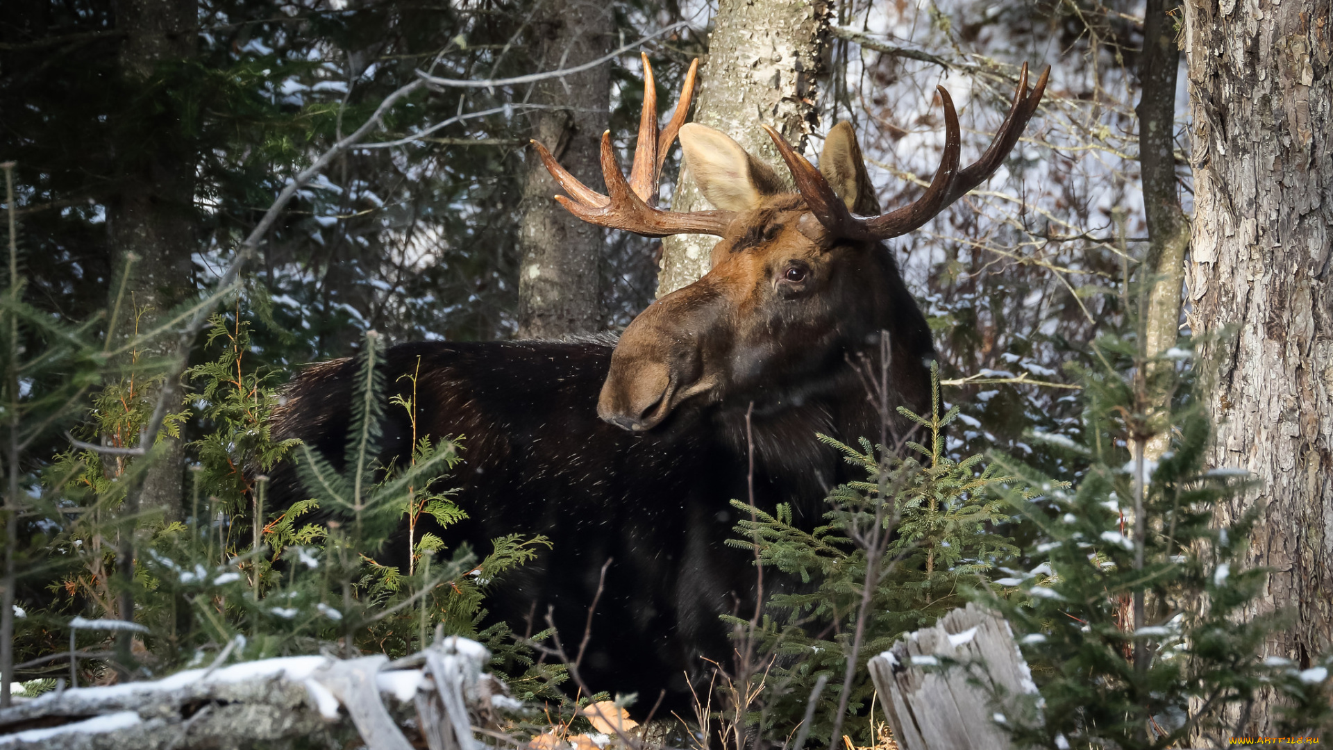 животные, лоси, сохатый