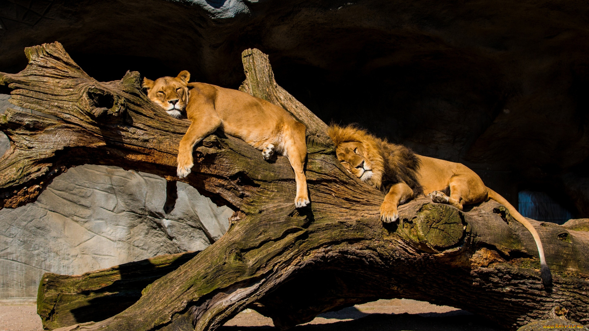 животные, львы, бревно, релакс, отдых, парочка, львица, лев
