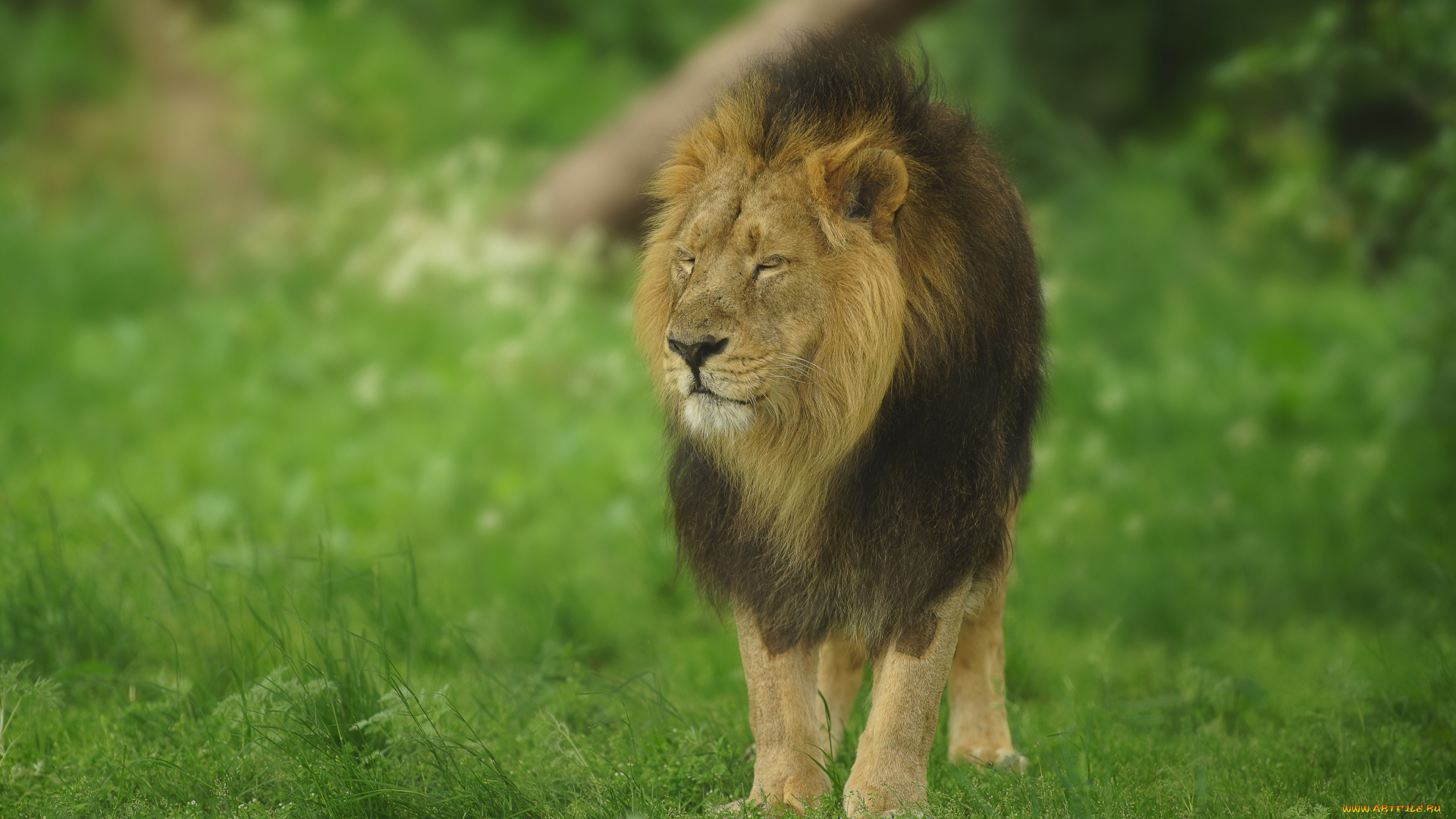 животные, львы, луг, лев, царь