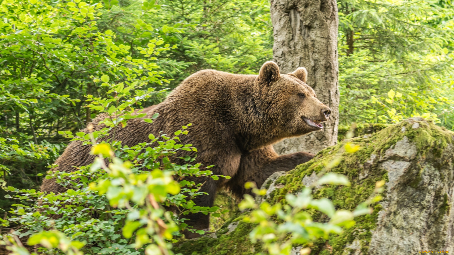 животные, медведи, лето, бурый, лес, мох, заросли, камень