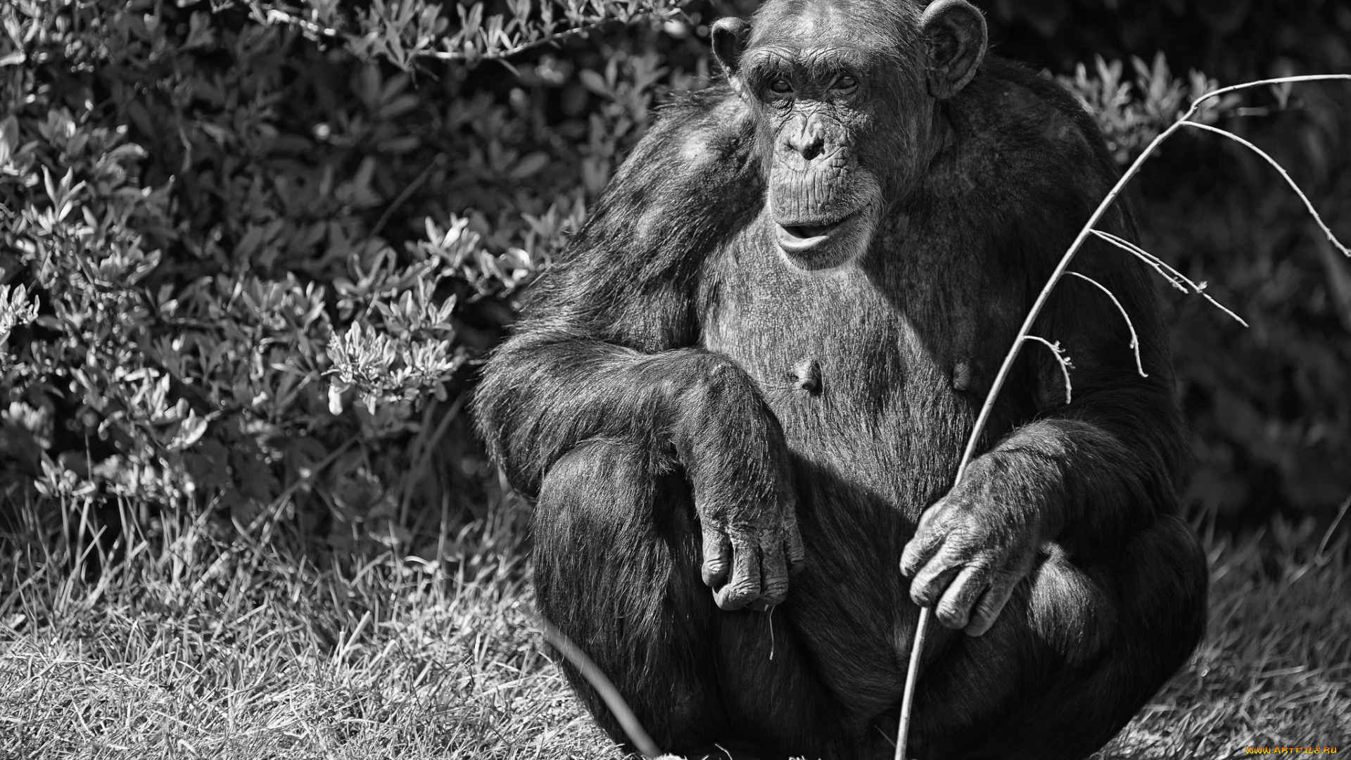 животные, обезьяны, обезьяна, травинка, сидит