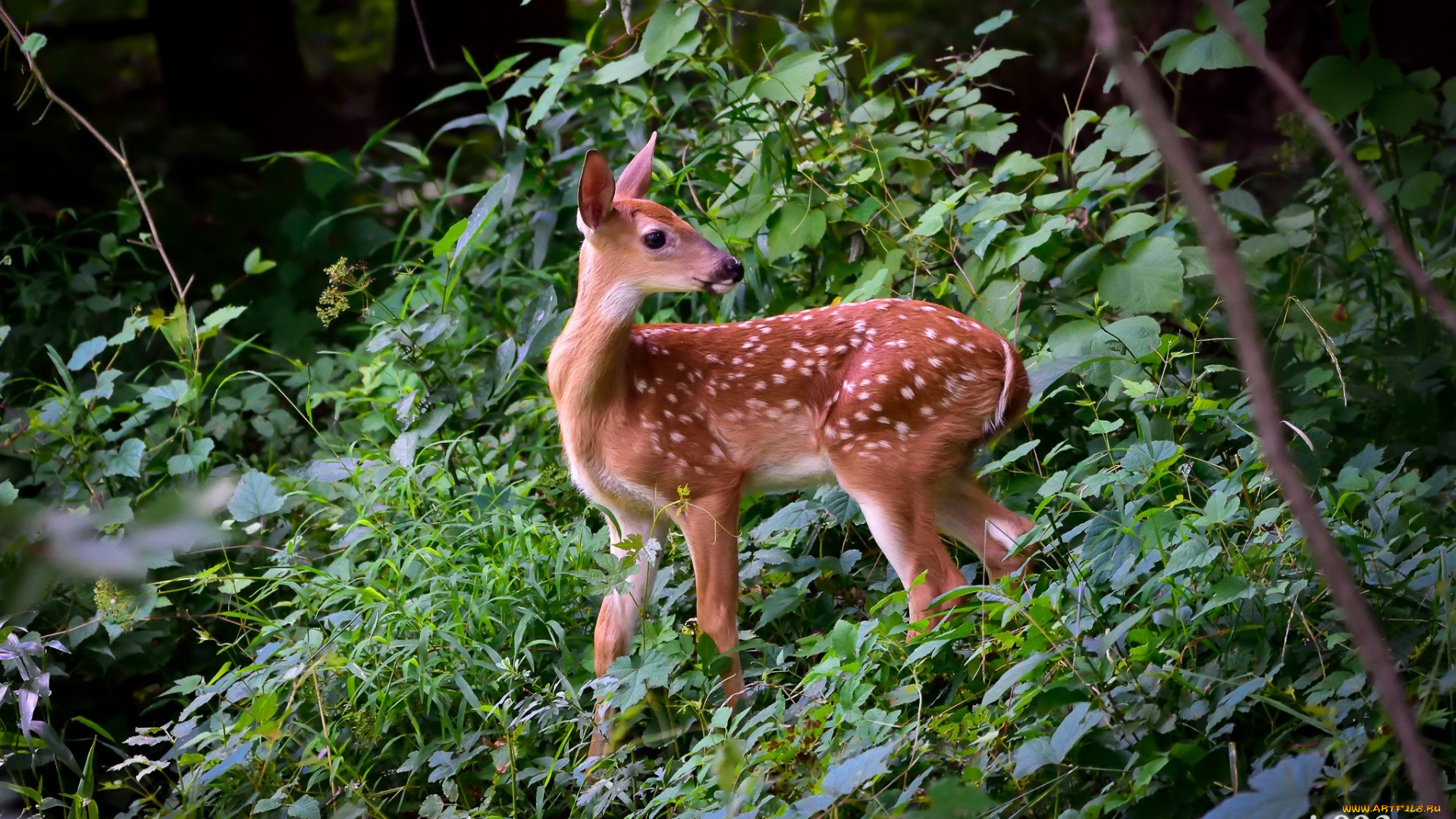 животные, олени, настороженность, заросли, детёныш, малыш, оленёнок, пятна