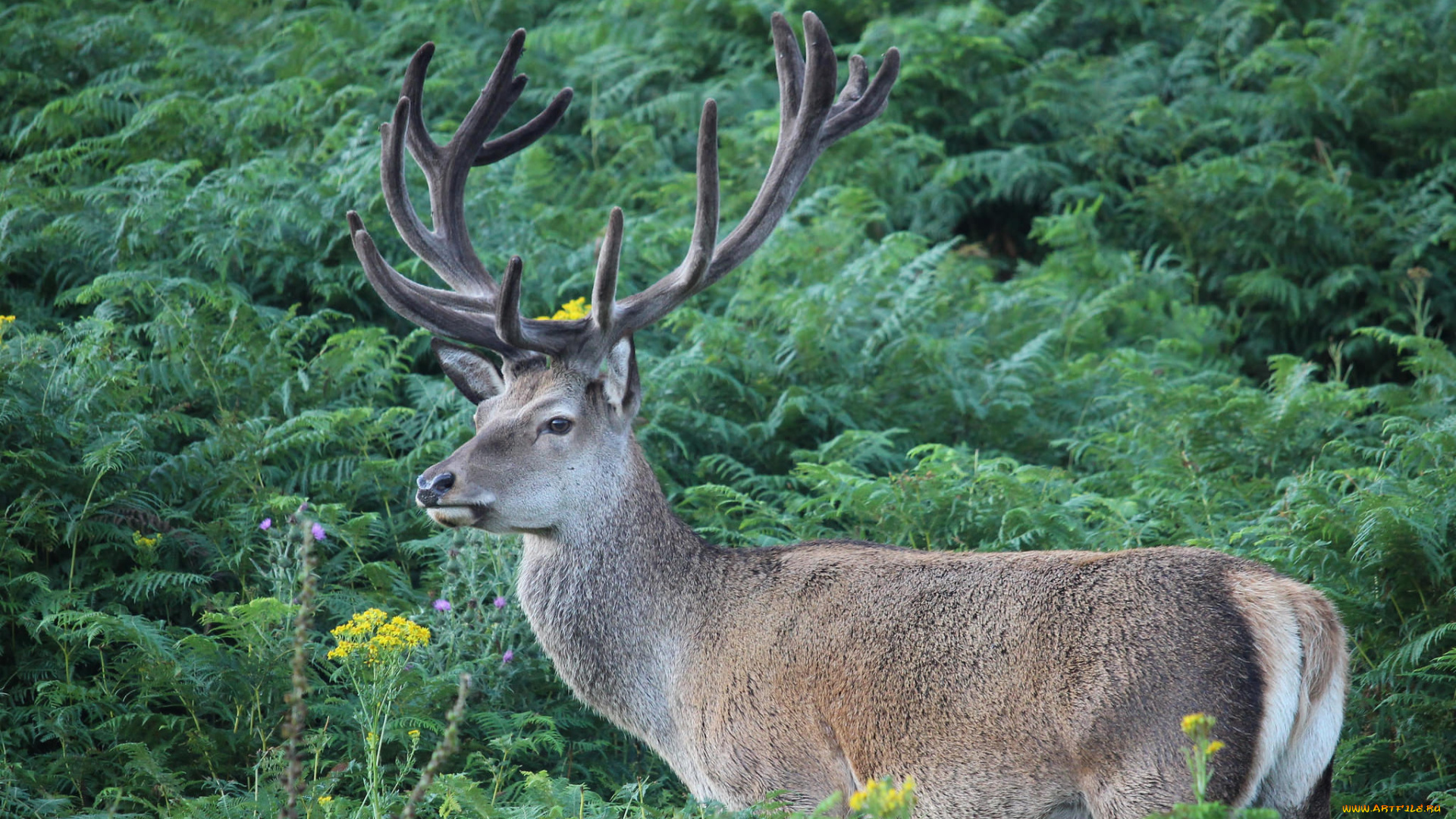 животные, олени, рога, олень
