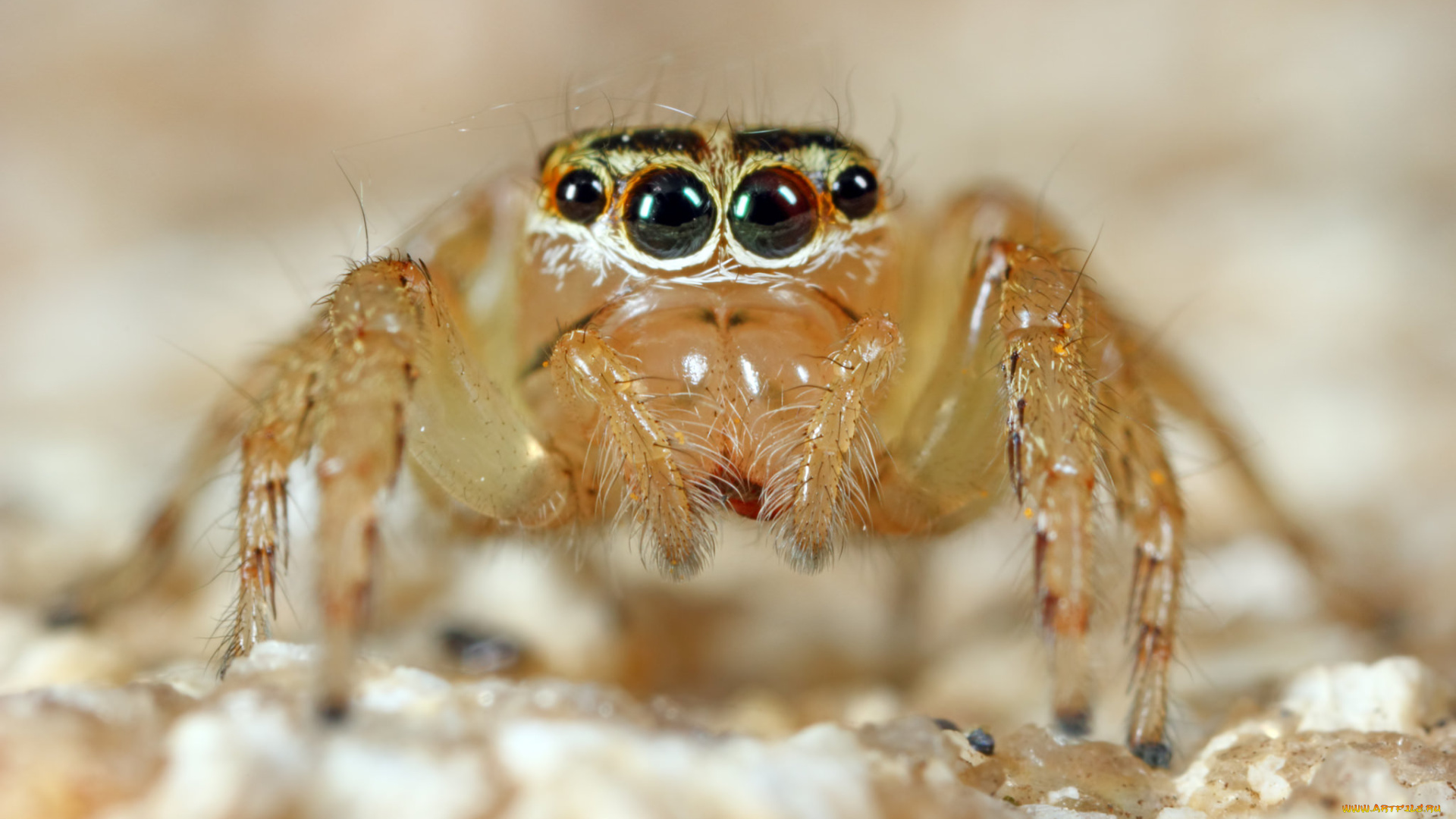 животные, пауки, лапки, глазки, фон, джампер, паук, макро
