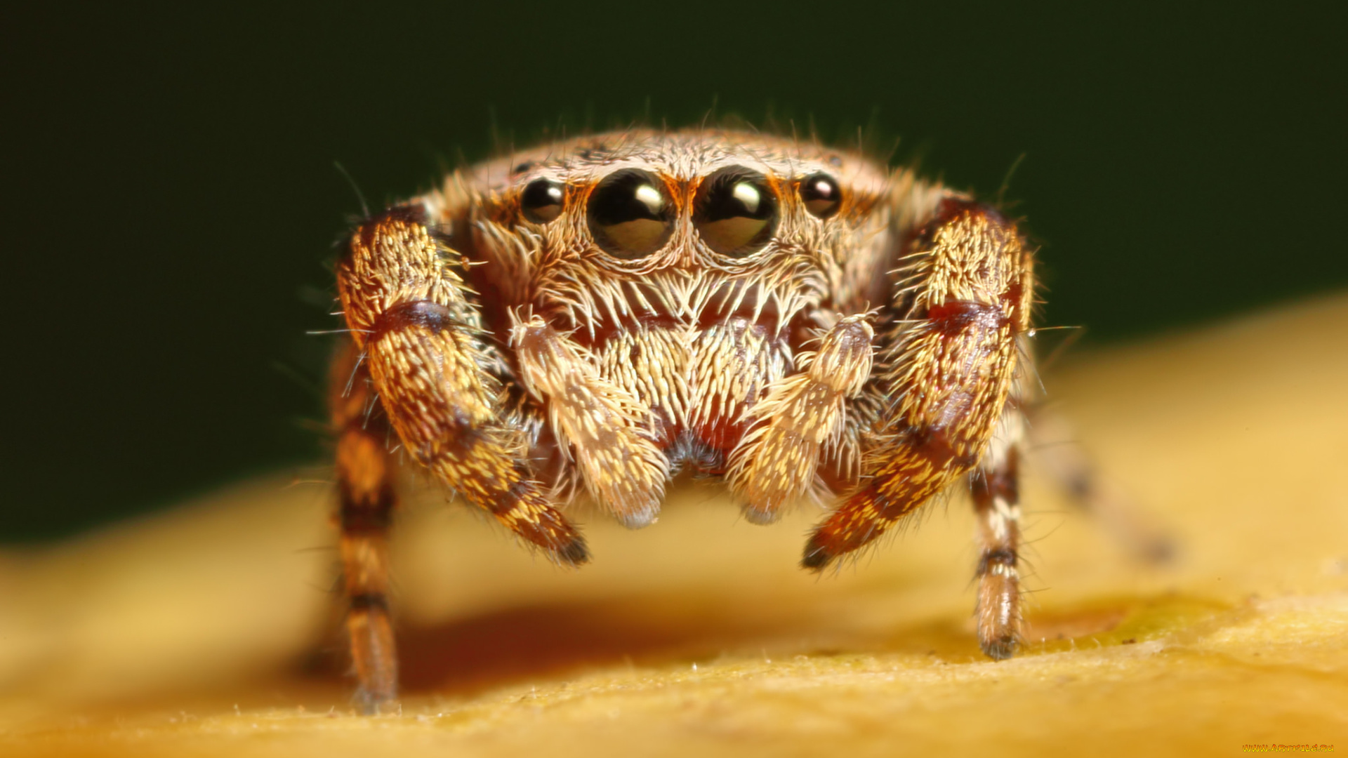 животные, пауки, паук, макро, лапки, глазки, фон, джампер