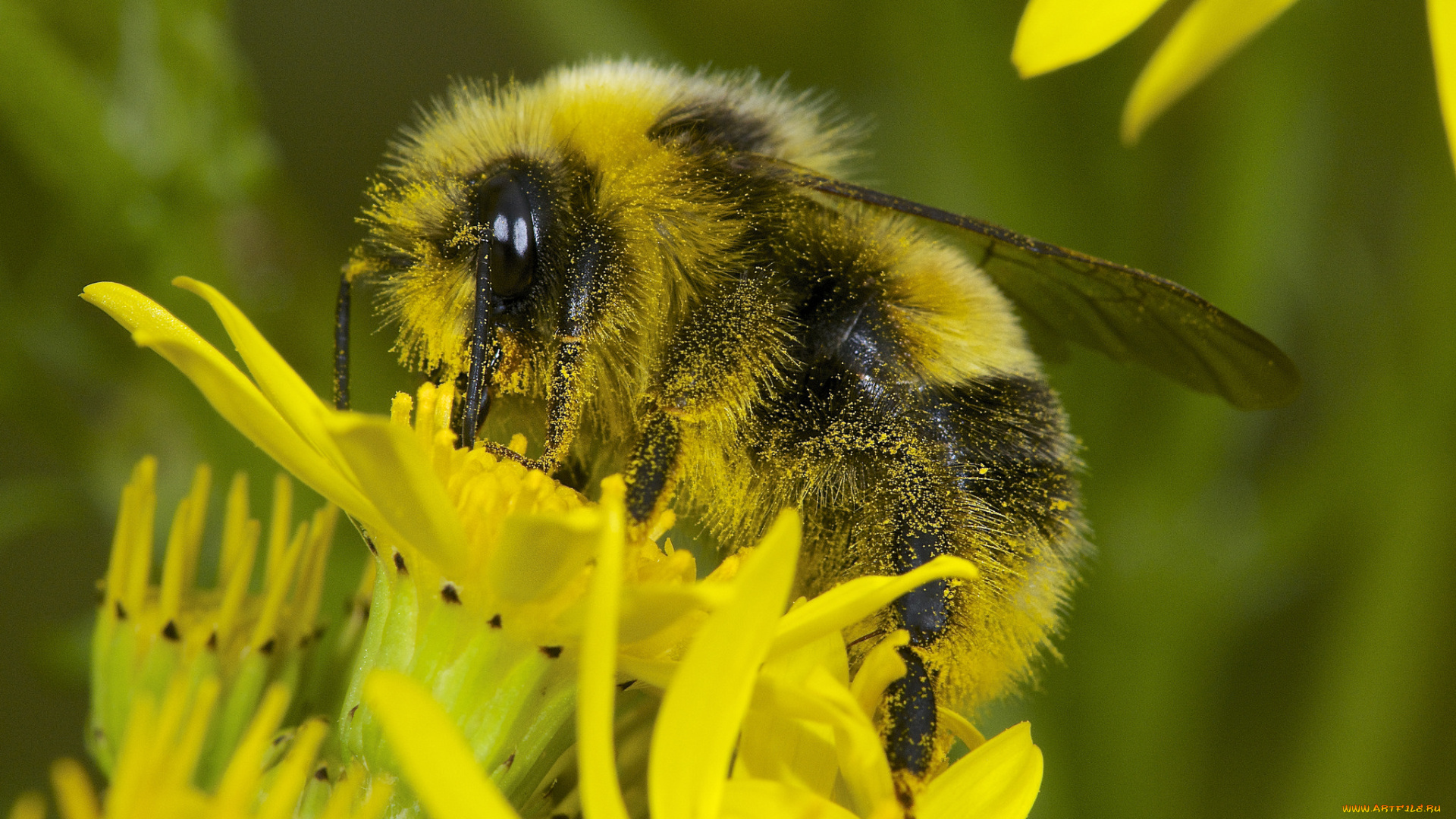 животные, пчелы, , осы, , шмели, цветы, макро, шмель