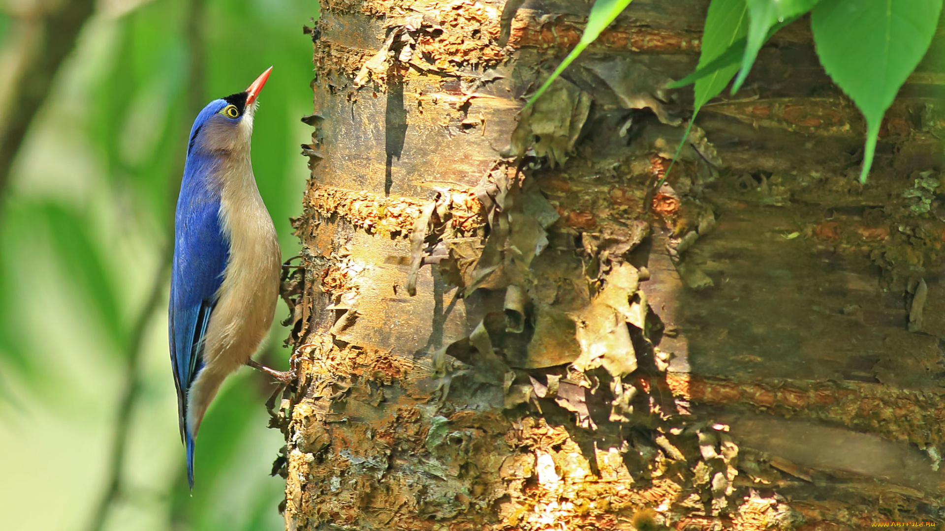 животные, поползни, листья, птица, кора, ствол, дерево