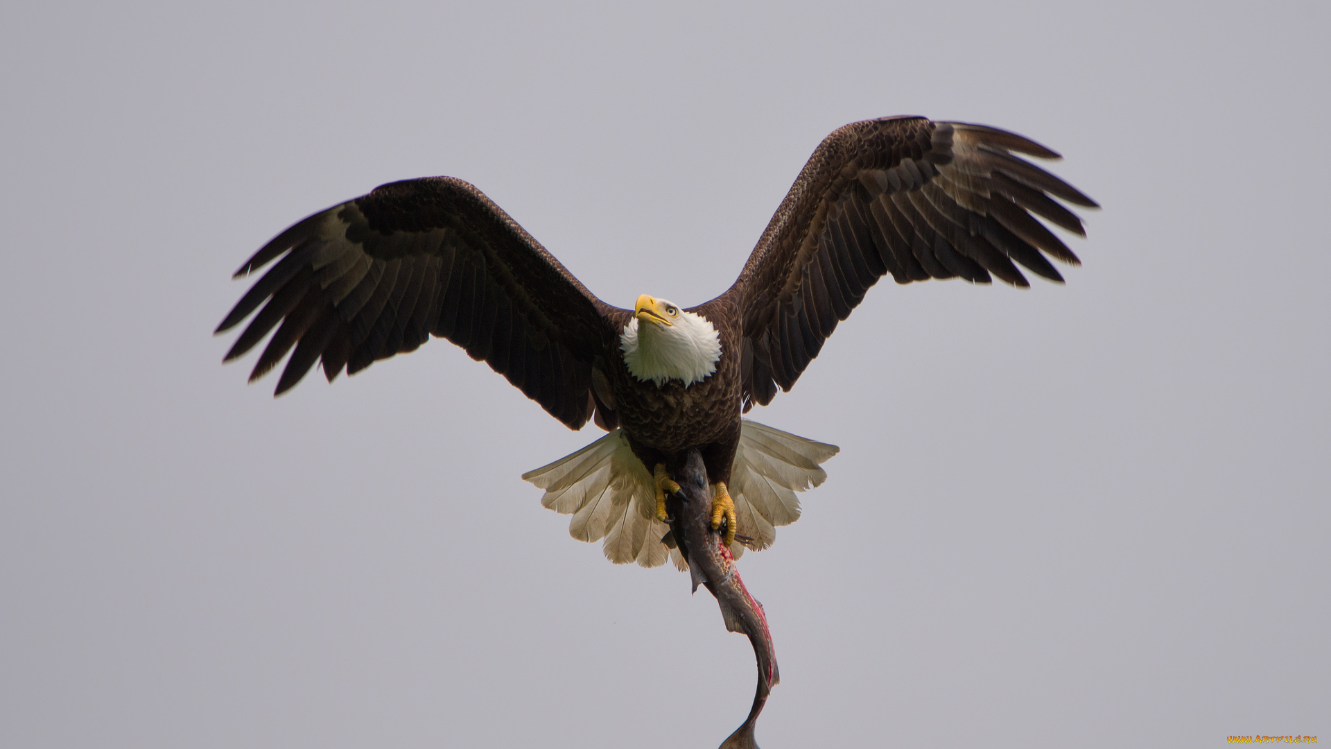 животные, птицы, -, хищники, белоголовый, орлан