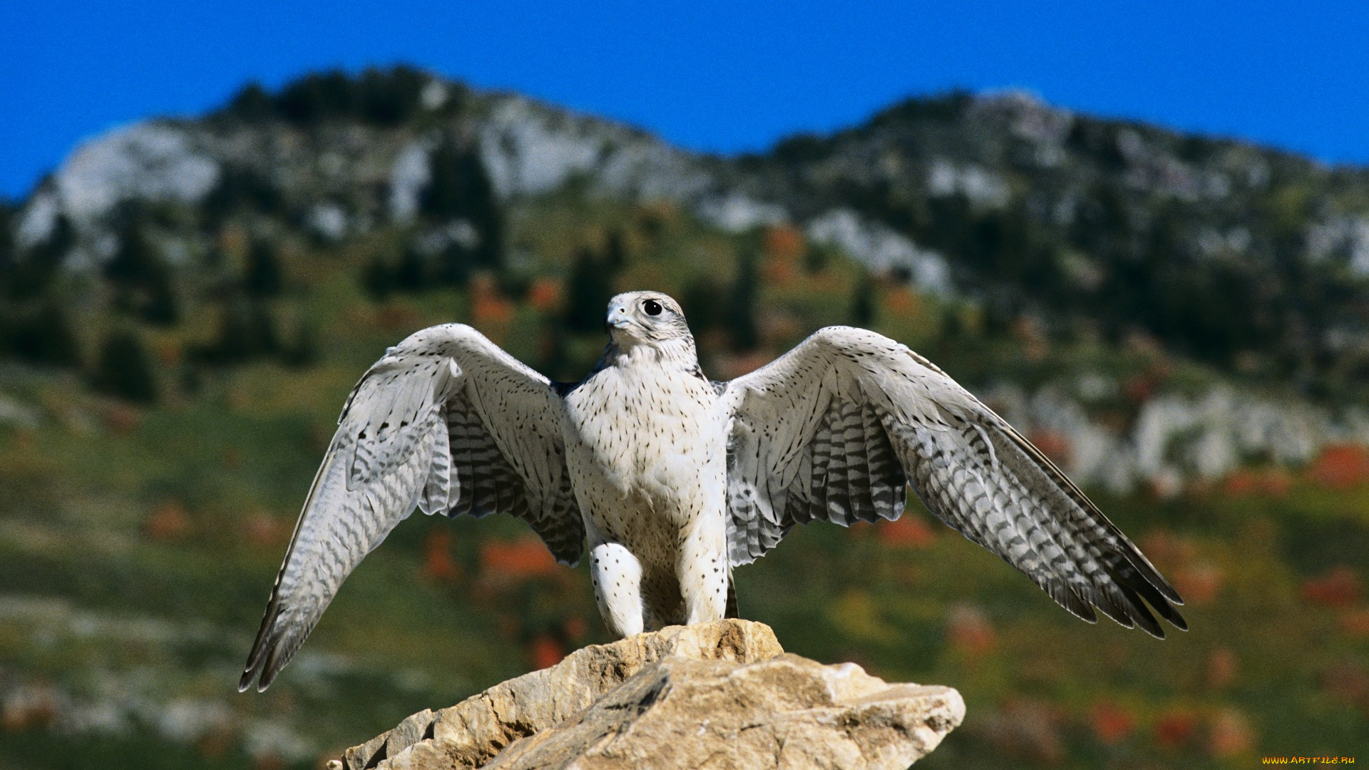 животные, птицы, -, хищники, завершение, посадки, кречет