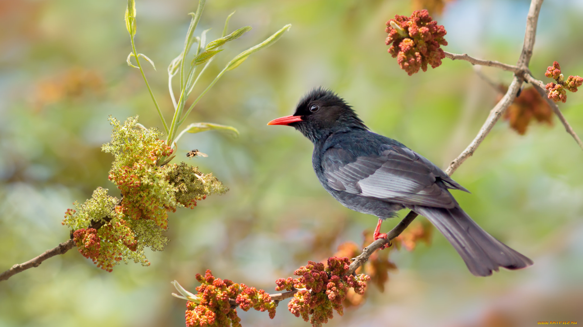 животные, птицы, птичка
