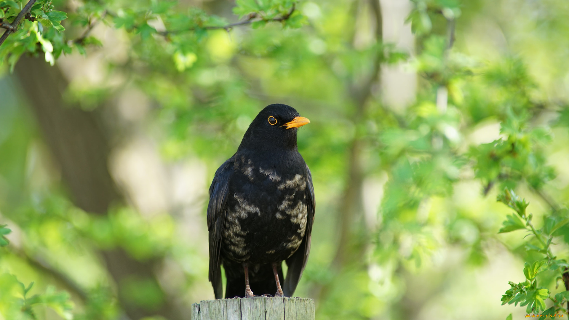 животные, птицы, зелёный, фон, птица