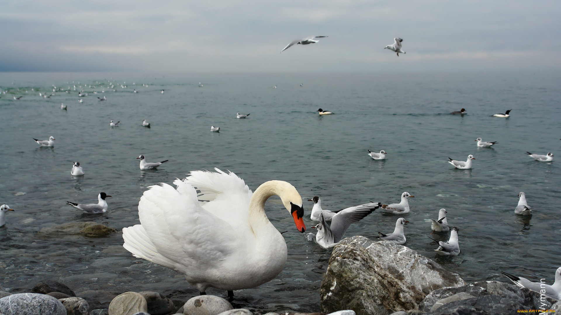 животные, разные, вместе, чайки, лебедь