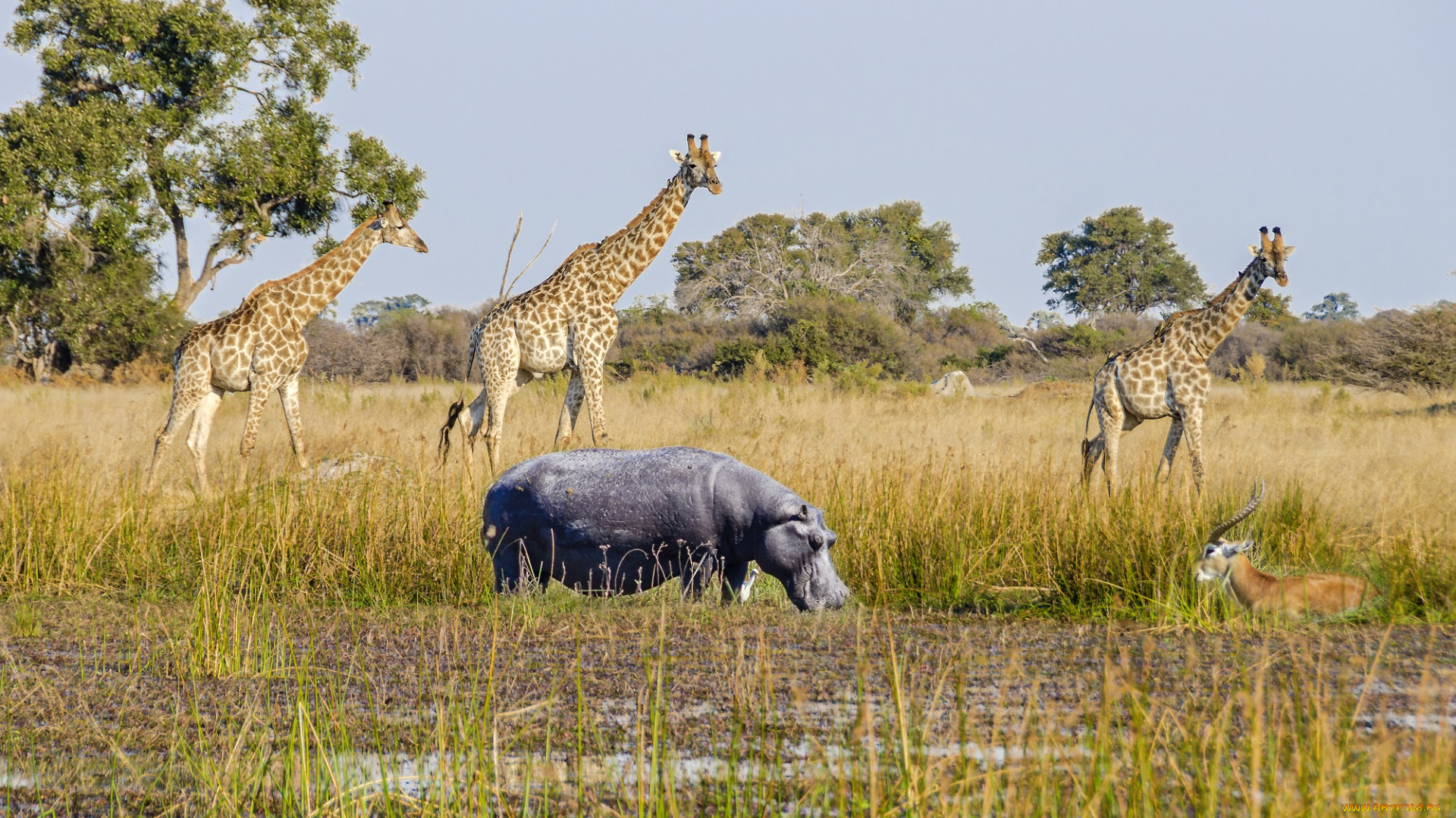 животные, разные, вместе, жирафы, бегемот, природа