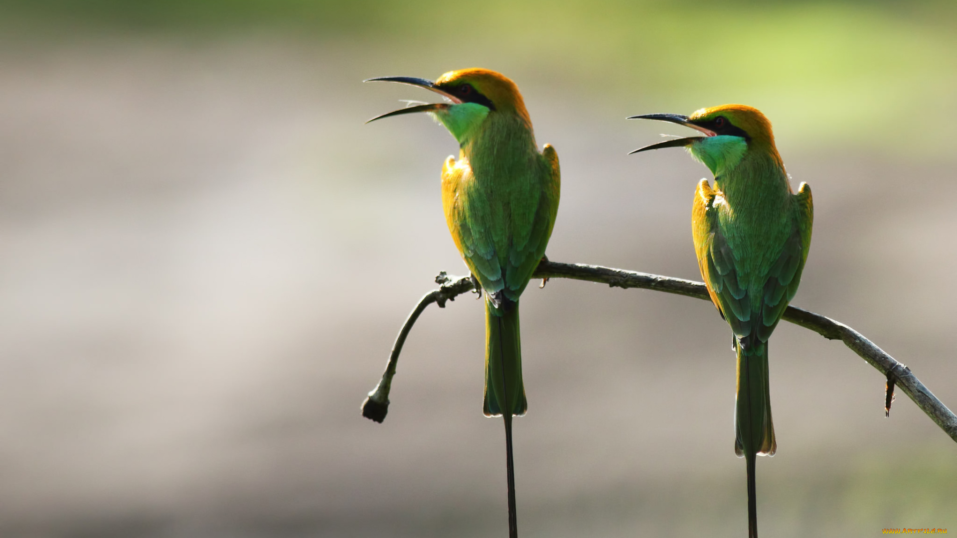 животные, щурки, , пчелоеды, ветка, фон, птицы