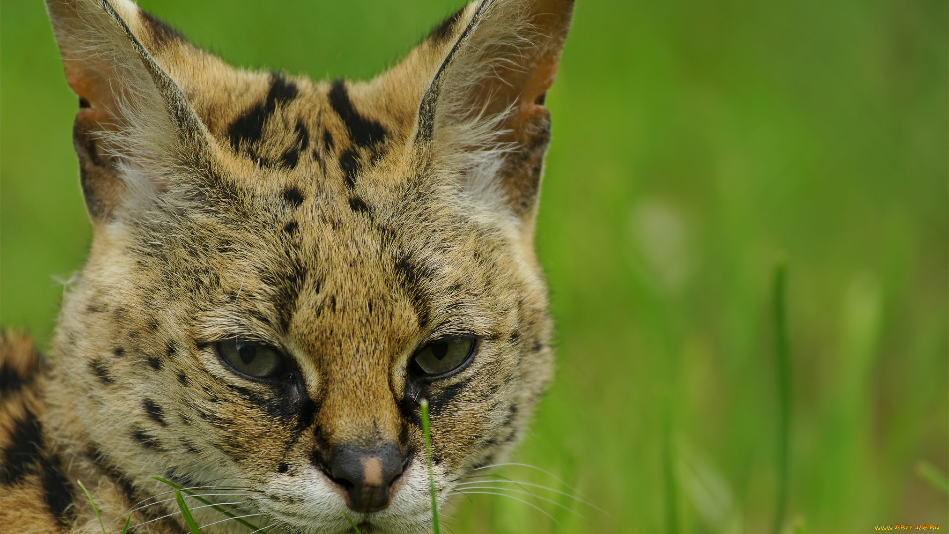 животные, сервалы, сервал, взгляд, портрет