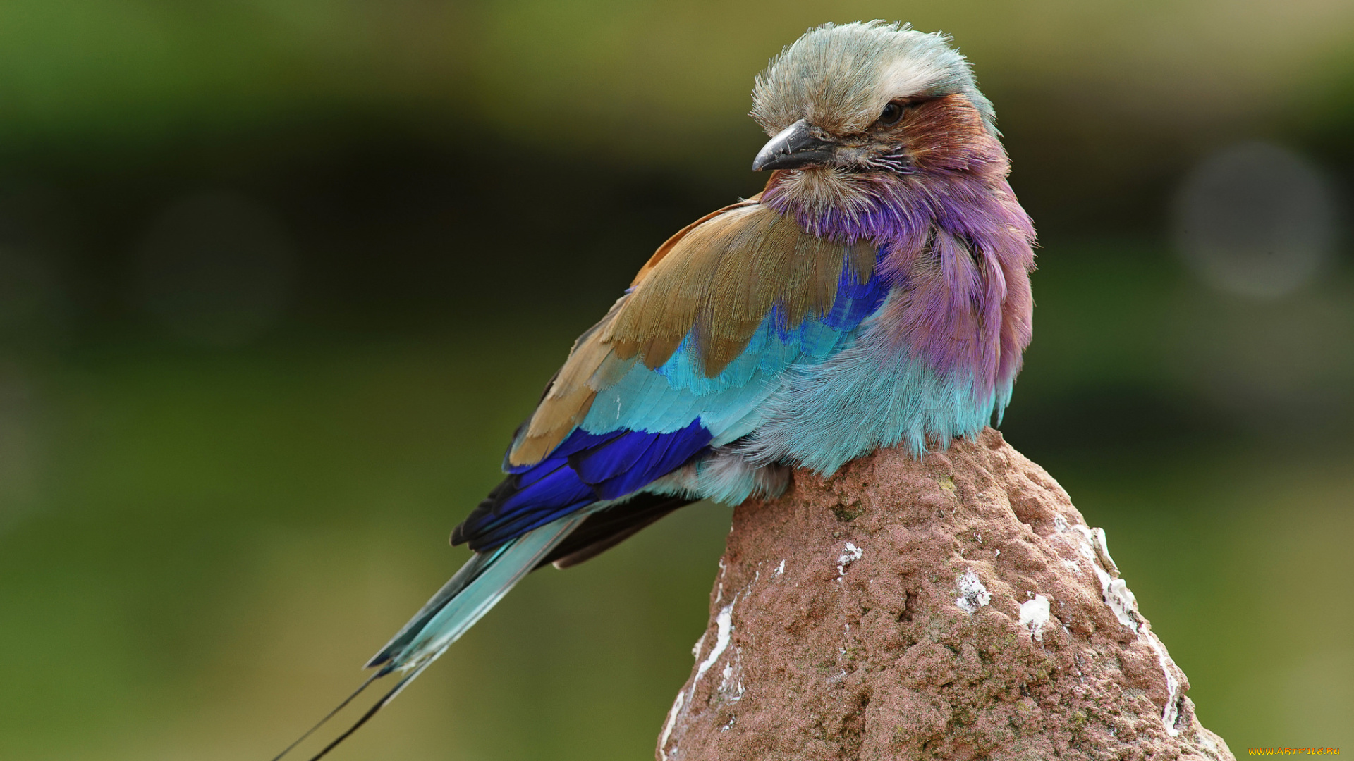 животные, сизоворонки, , ракши, камень, птица