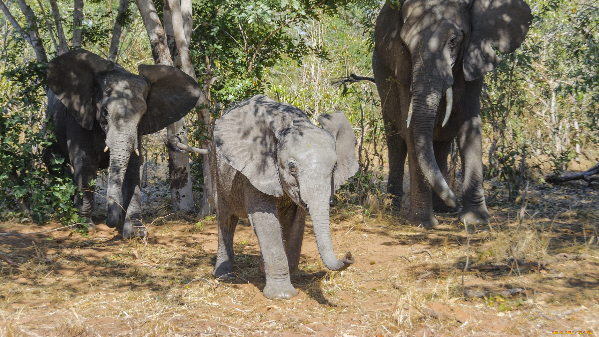 животные, слоны, деревья, слонёнок