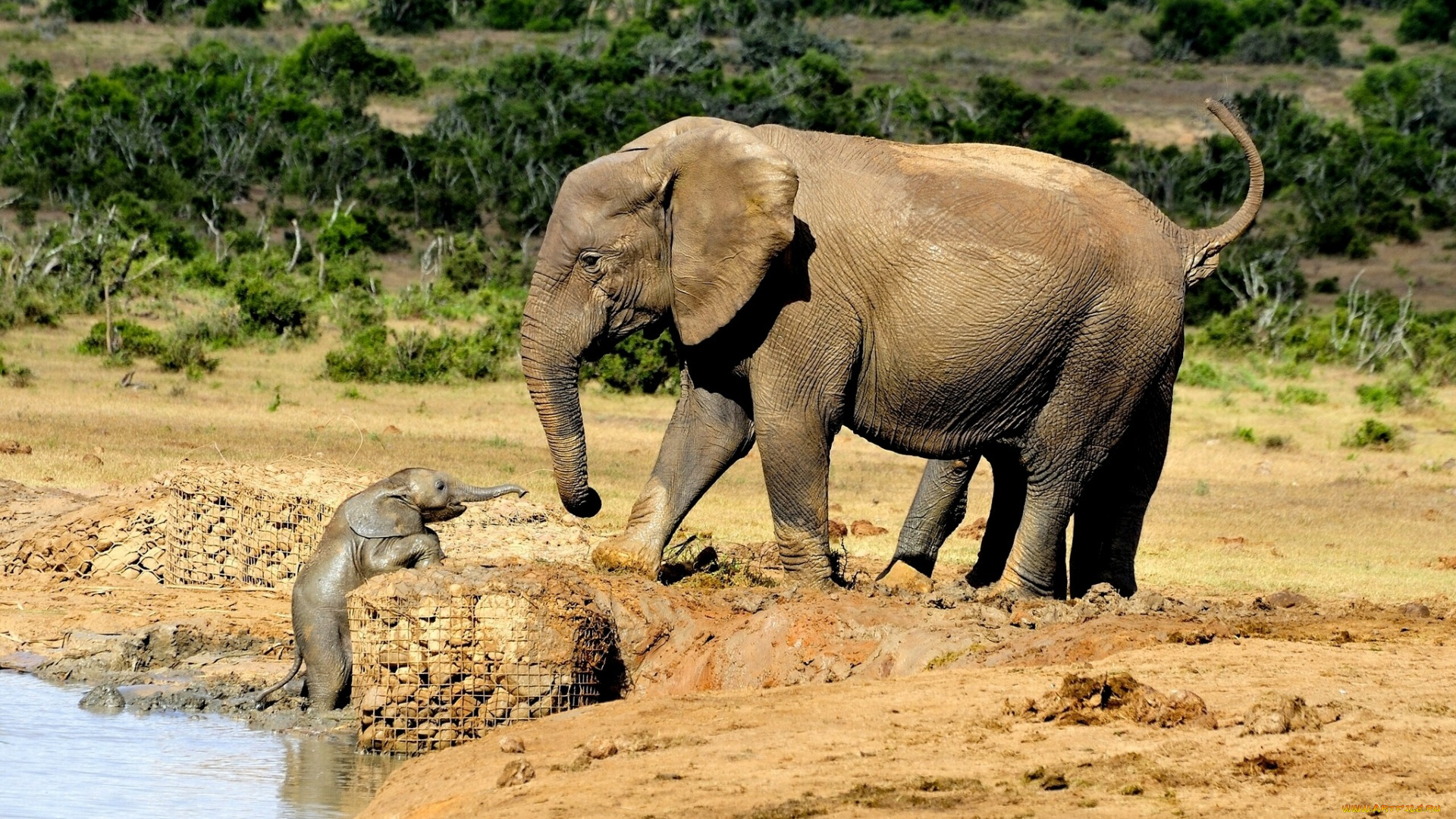 животные, слоны, слонёнок, слониха, малыш