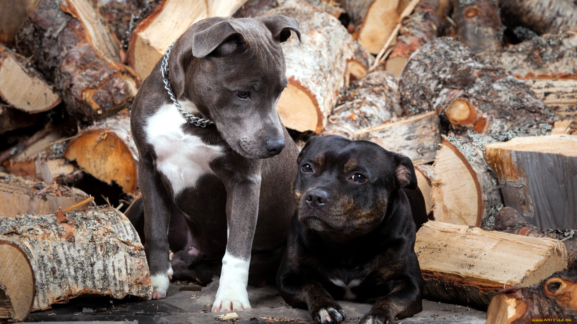 животные, собаки, дрова, друзья