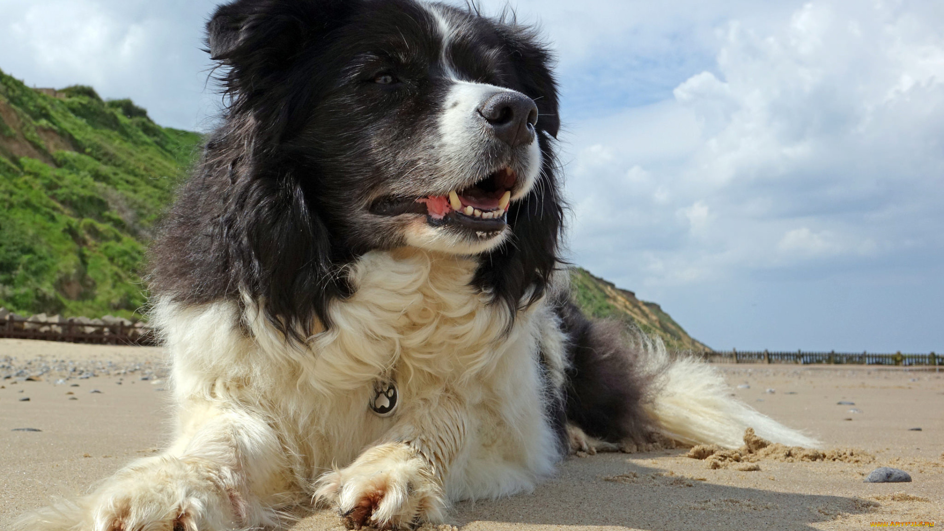 животные, собаки, пес