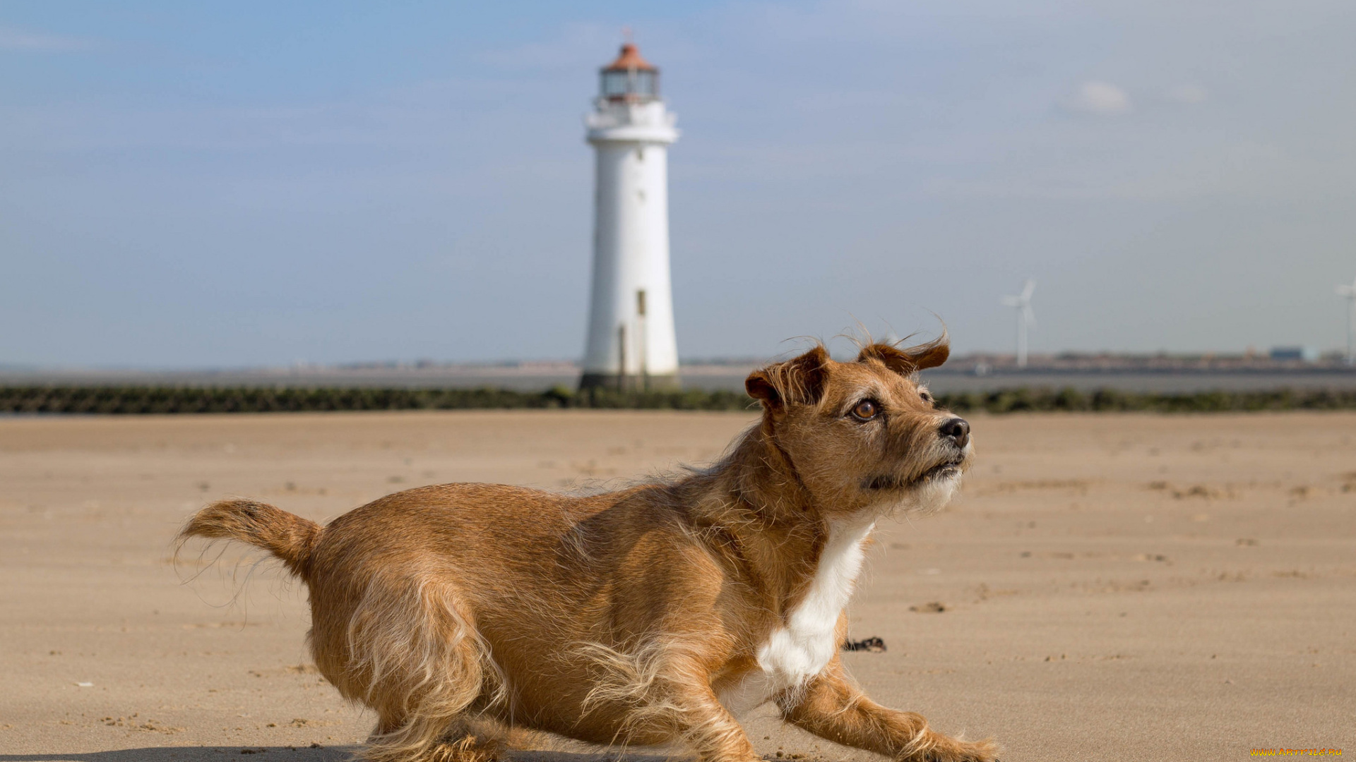 животные, собаки, пес