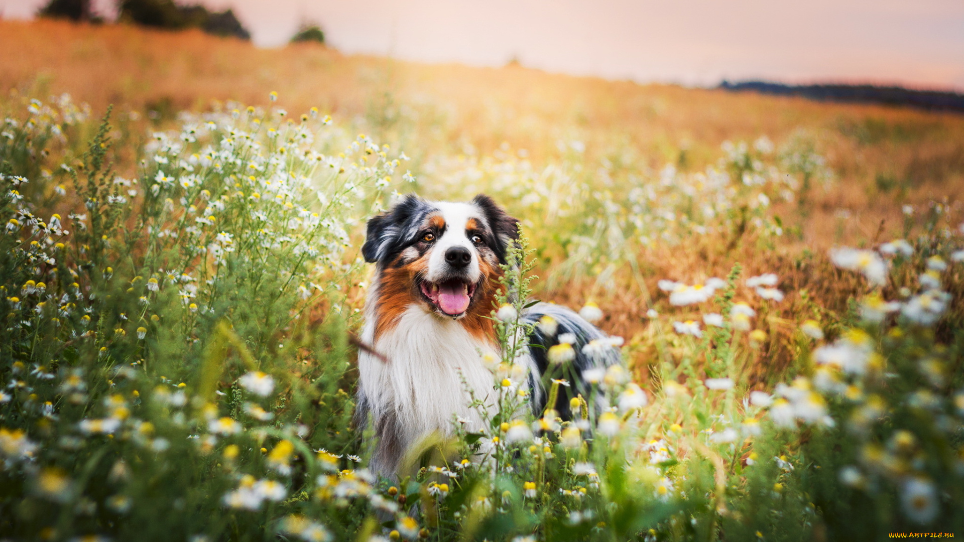 животные, собаки, природа, друг, взгляд, собака