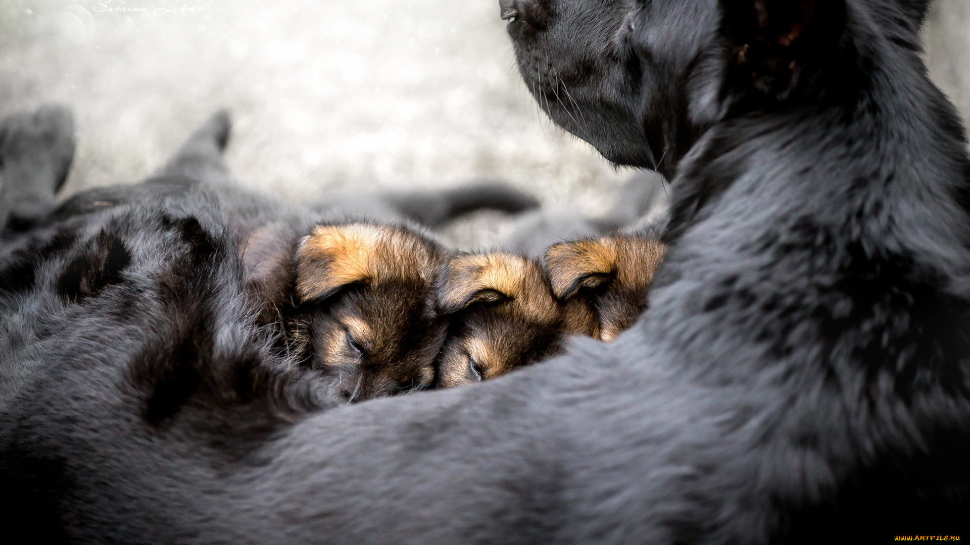 животные, собаки, собака, мама, малыши, кормление, щенки