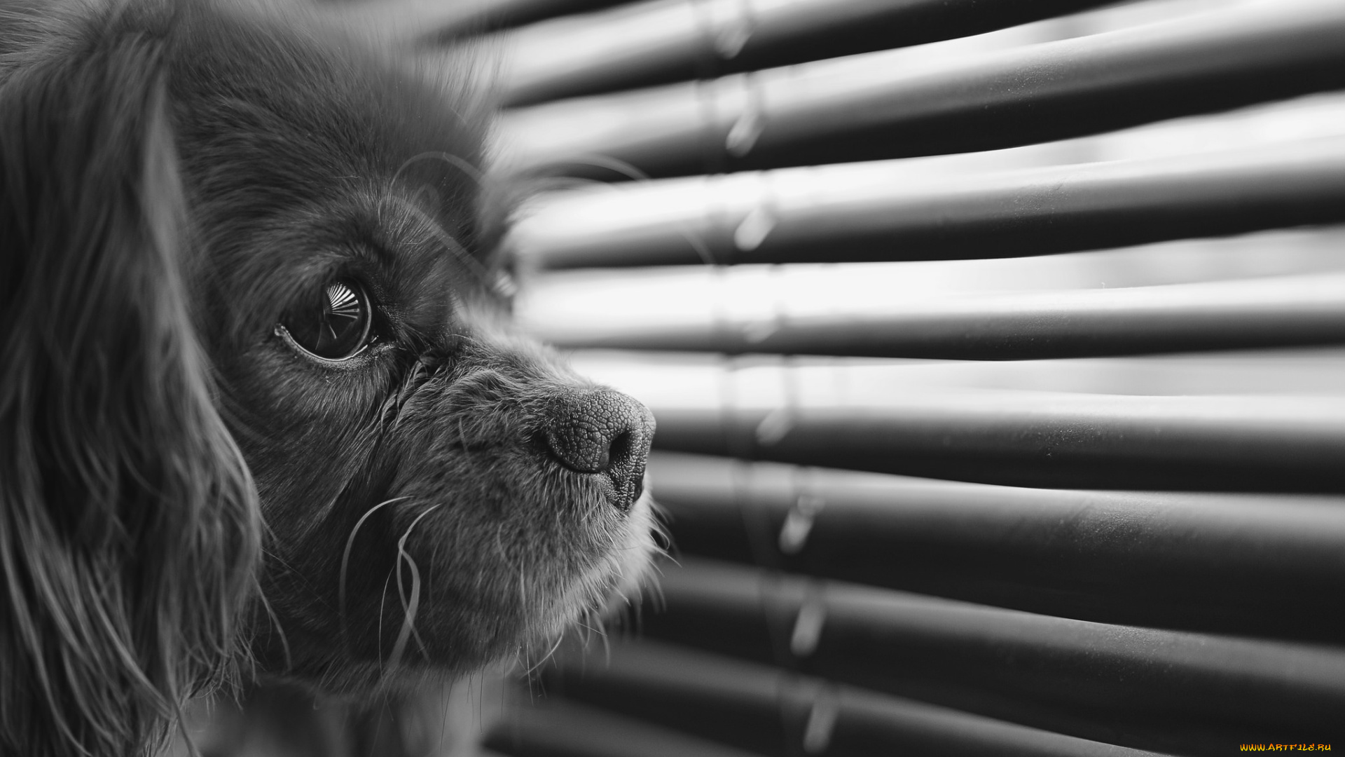 животные, собаки, собака, взгляд, чёрно, белое, жалюзи