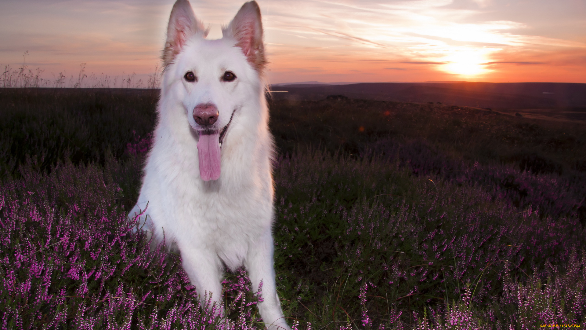животные, собаки, собака, взгляд, друг, закат, луг, язык, лаванда