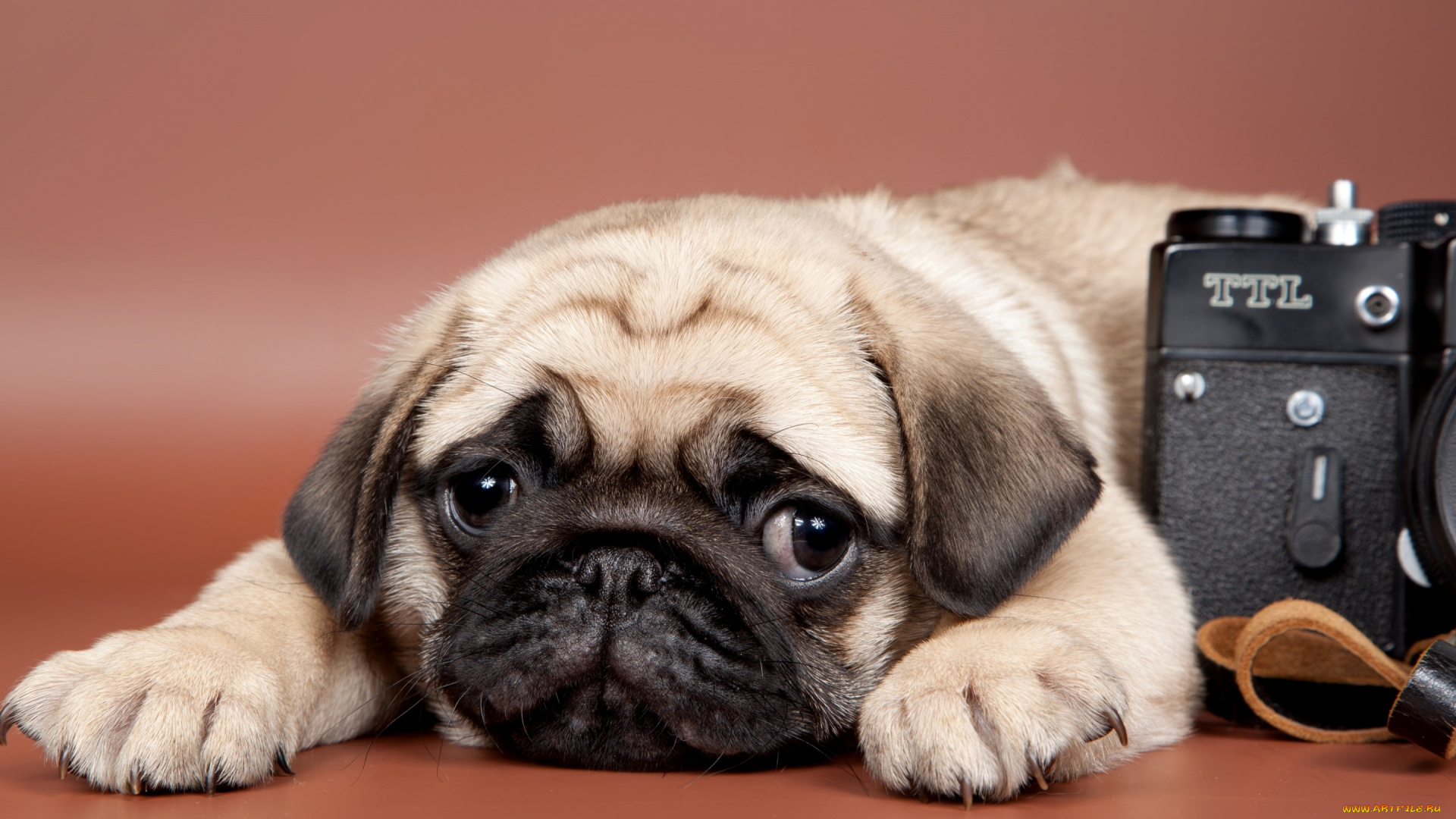 животные, собаки, взгляд, фон, мопс, фотоаппарат, щенок