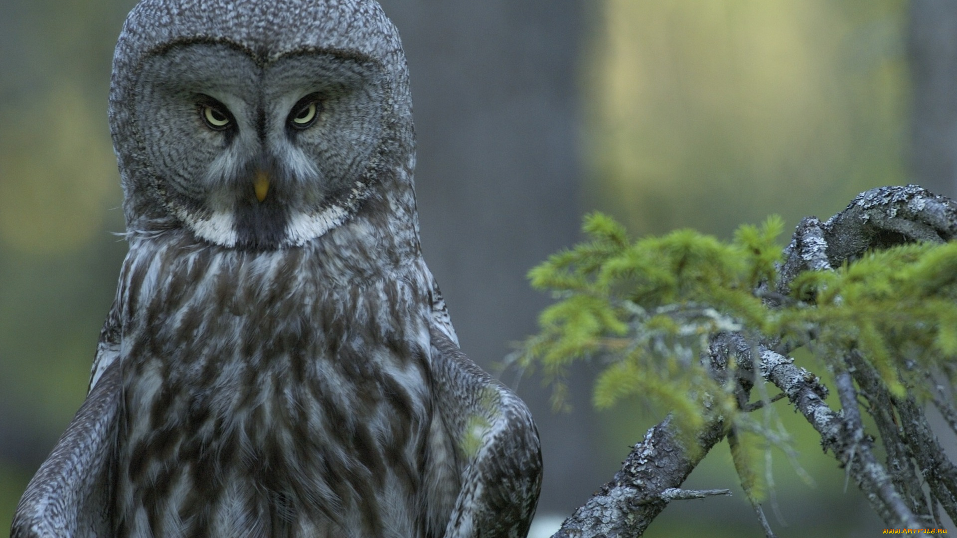 животные, совы, ветка, лес, бородатая, неясыть, взгляд, исподлобья, strix, nebulosa