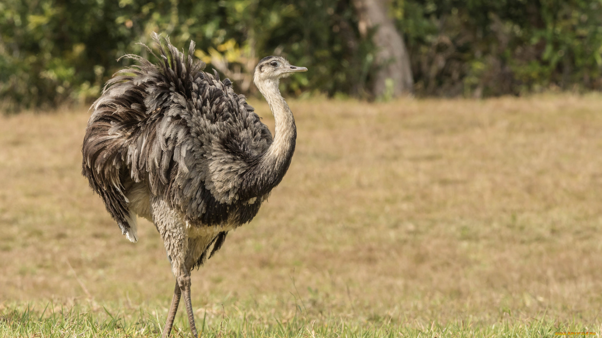 животные, страусы, страус