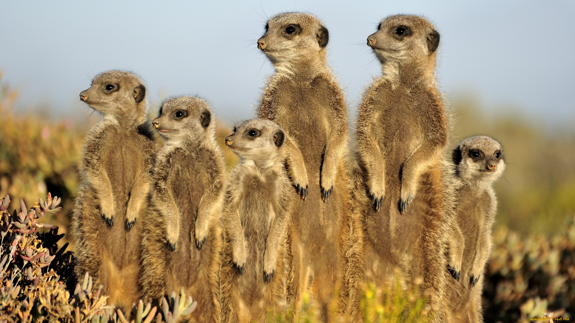 животные, сурикаты, стойка, семейка, зверьки