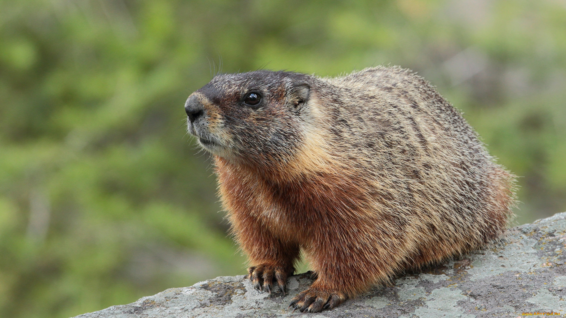 животные, суслики, , сурки, сурок