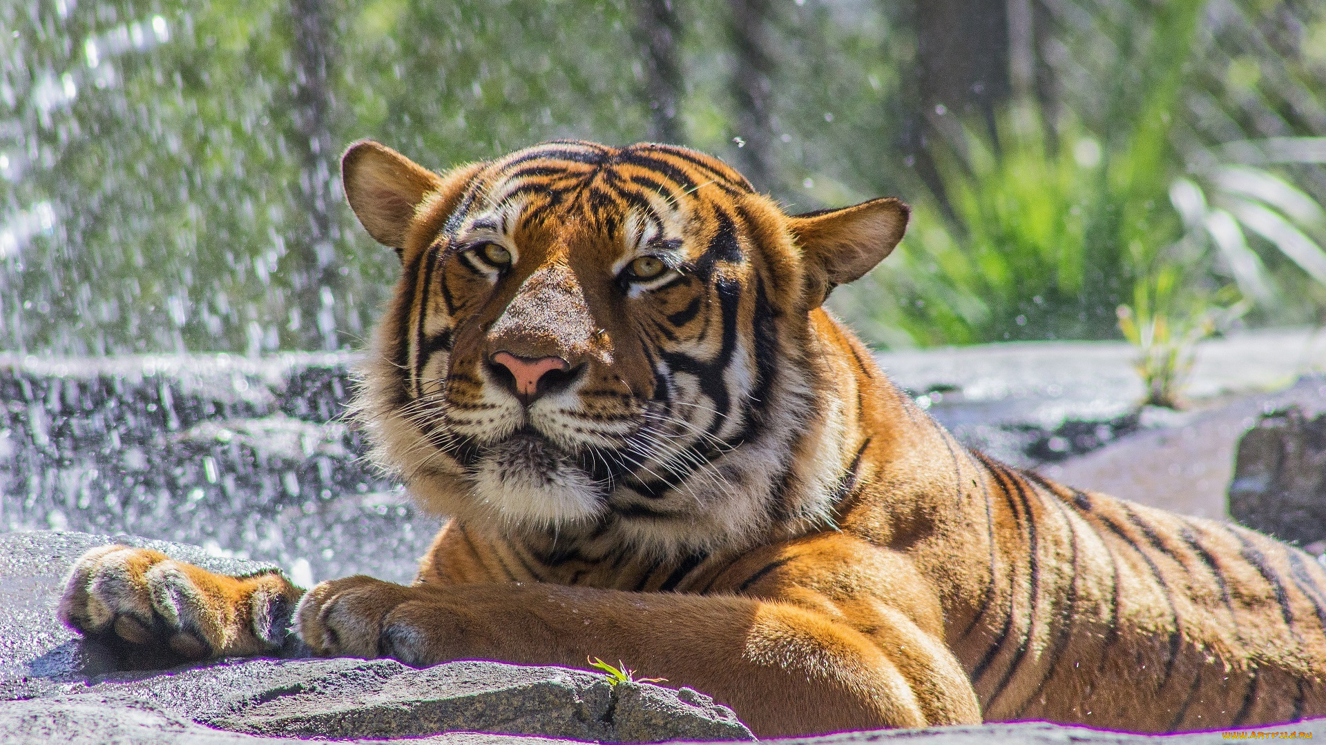 животные, тигры, кошка, морда, зоопарк, купание