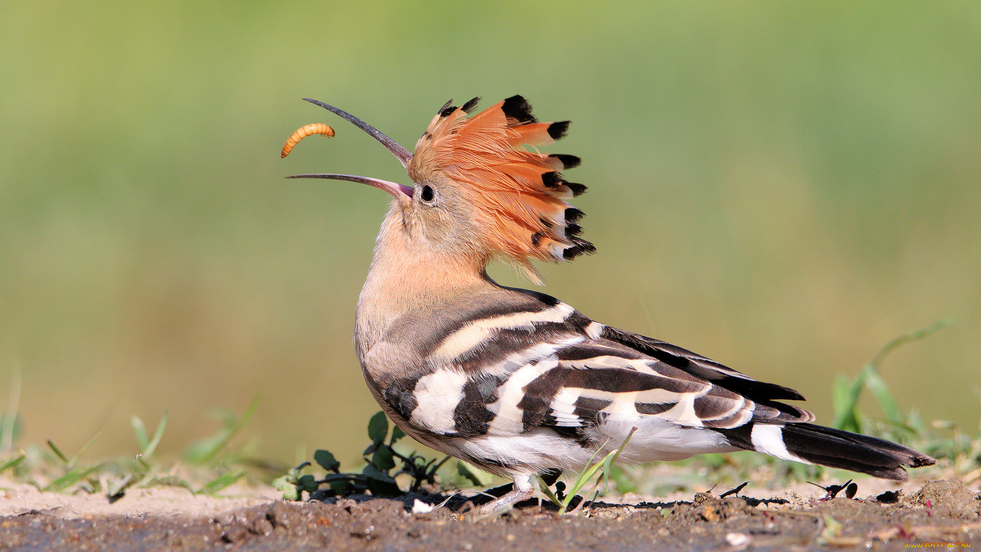 животные, удоды, птичка
